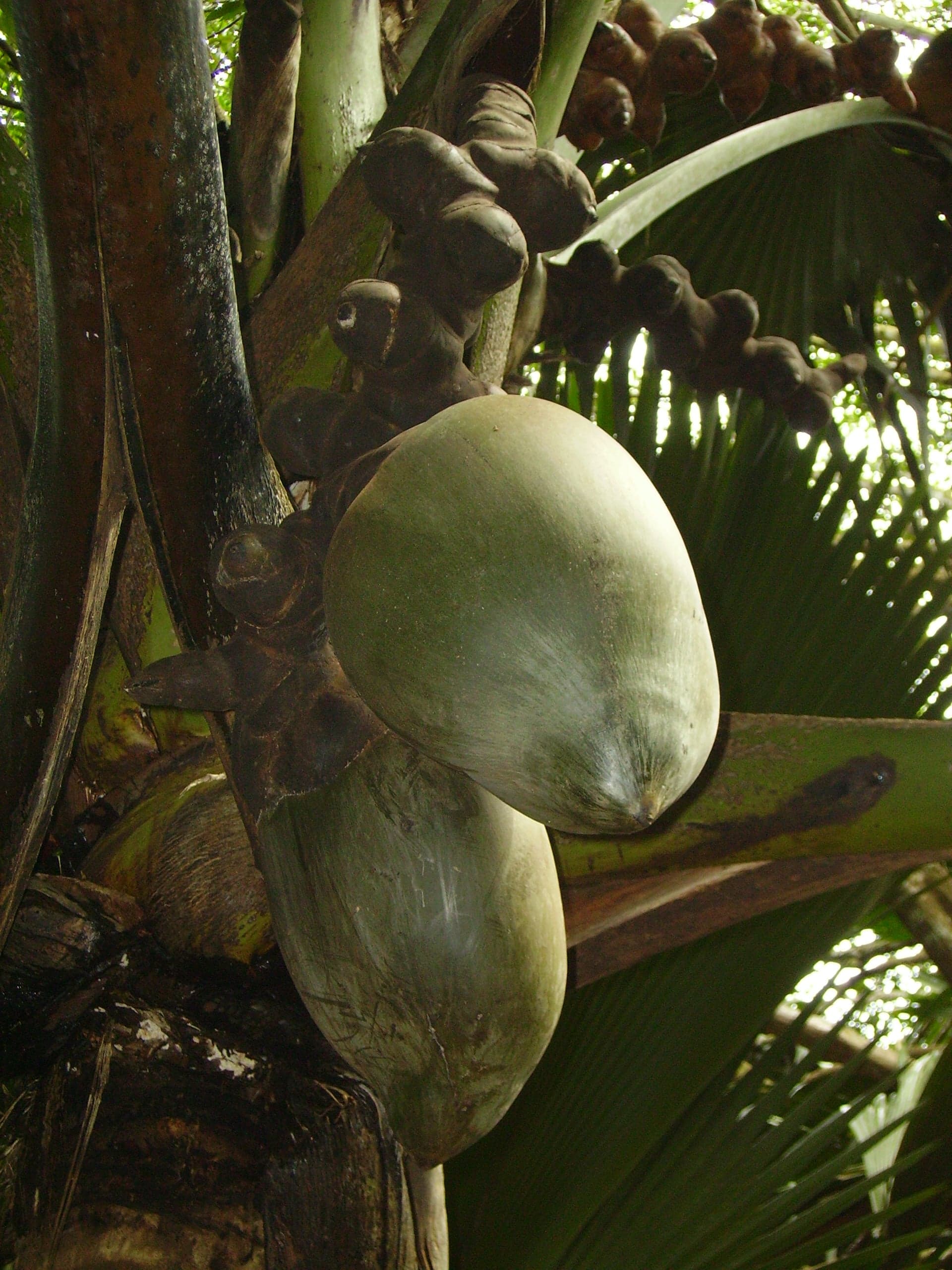 A large coco de mer seed split open, showing its huge double-lobed shape