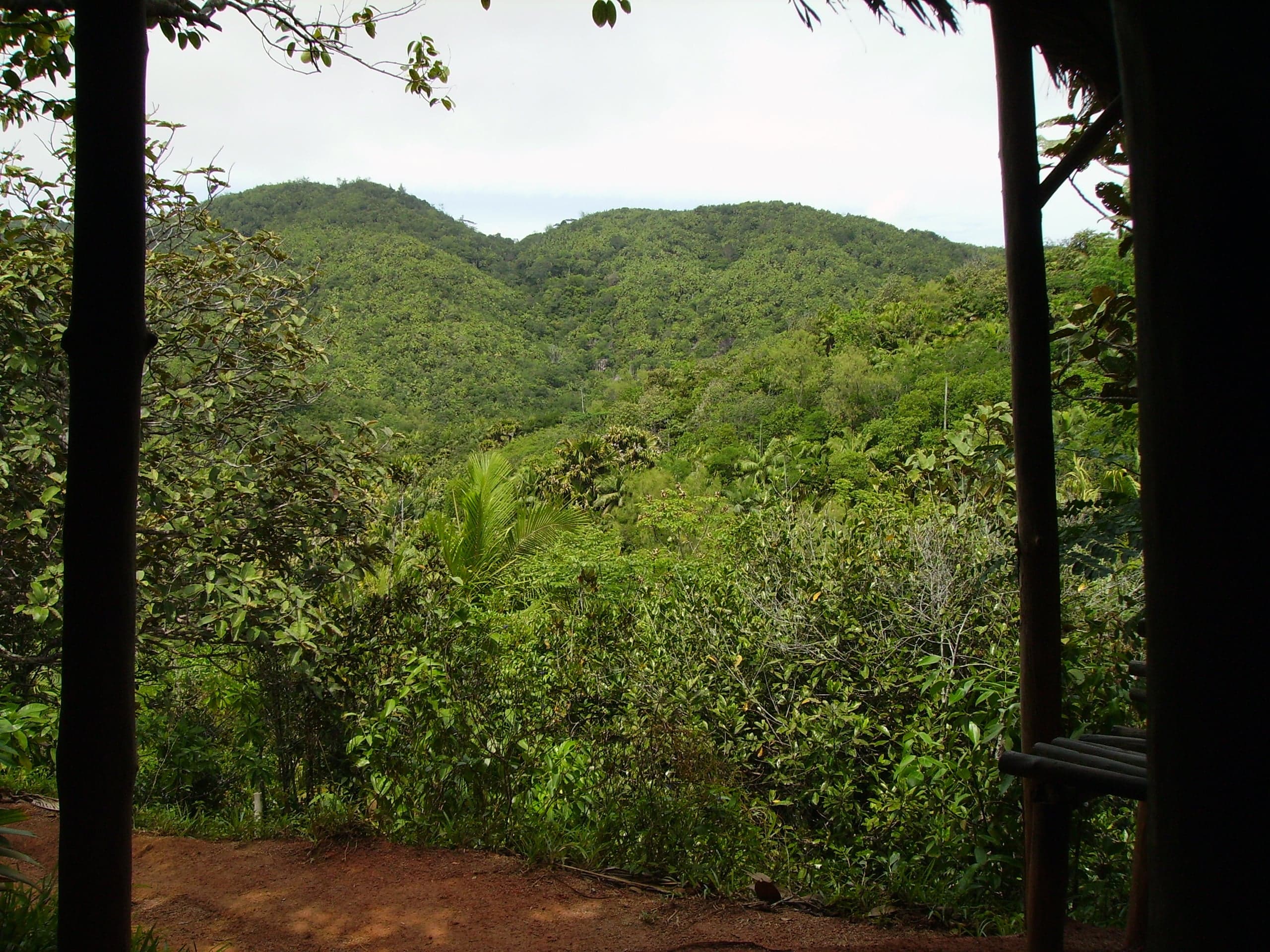 A path winding through giant palm trees in the Vallée de Mai forest on Praslin