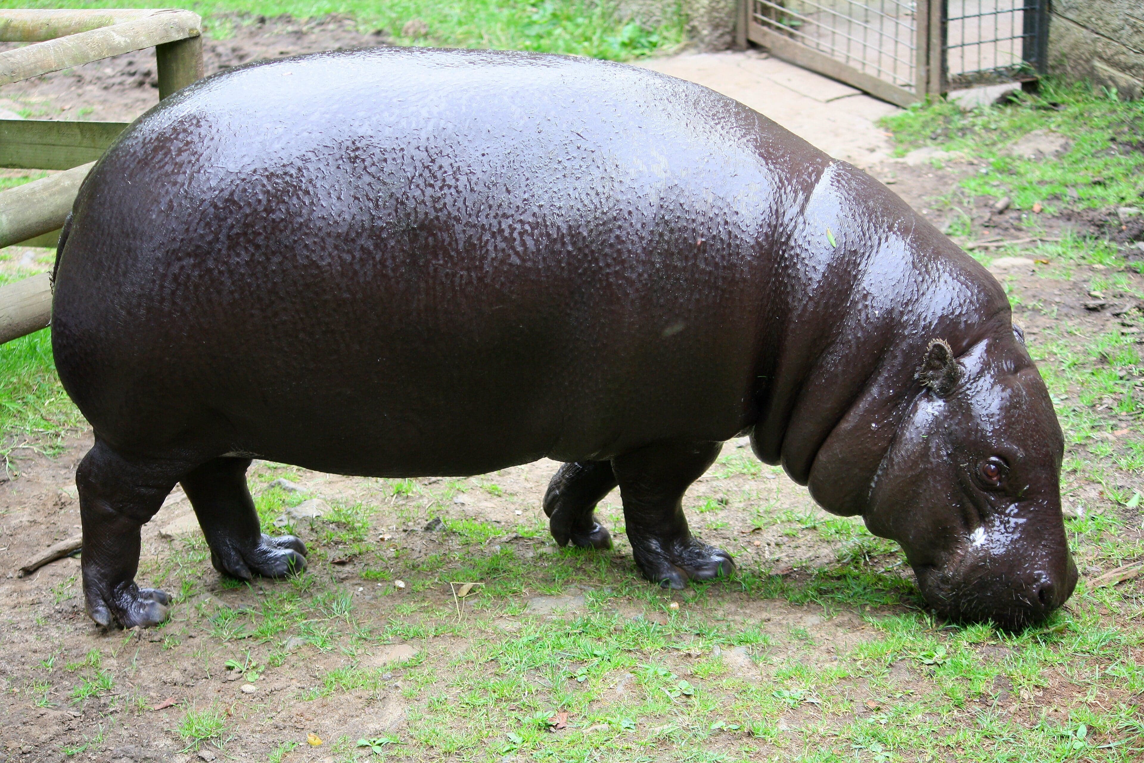 A pygmy hippopotamus walking through shallow water in dense forest