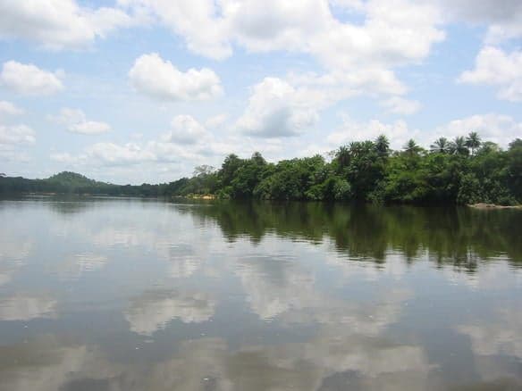 Dense rainforest on Tiwai Island surrounded by the Moa River