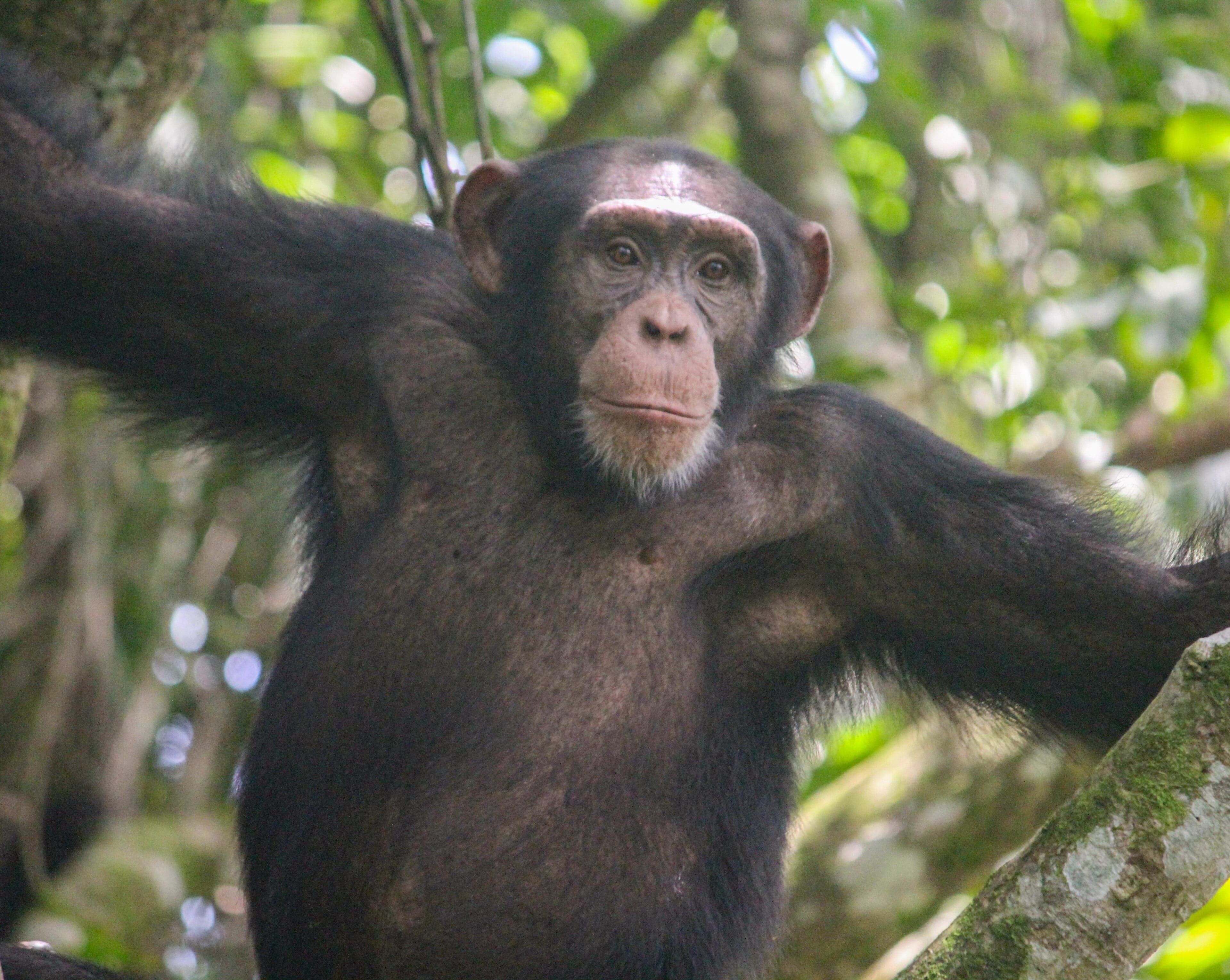 A western chimpanzee sitting in a tree in a West African forest