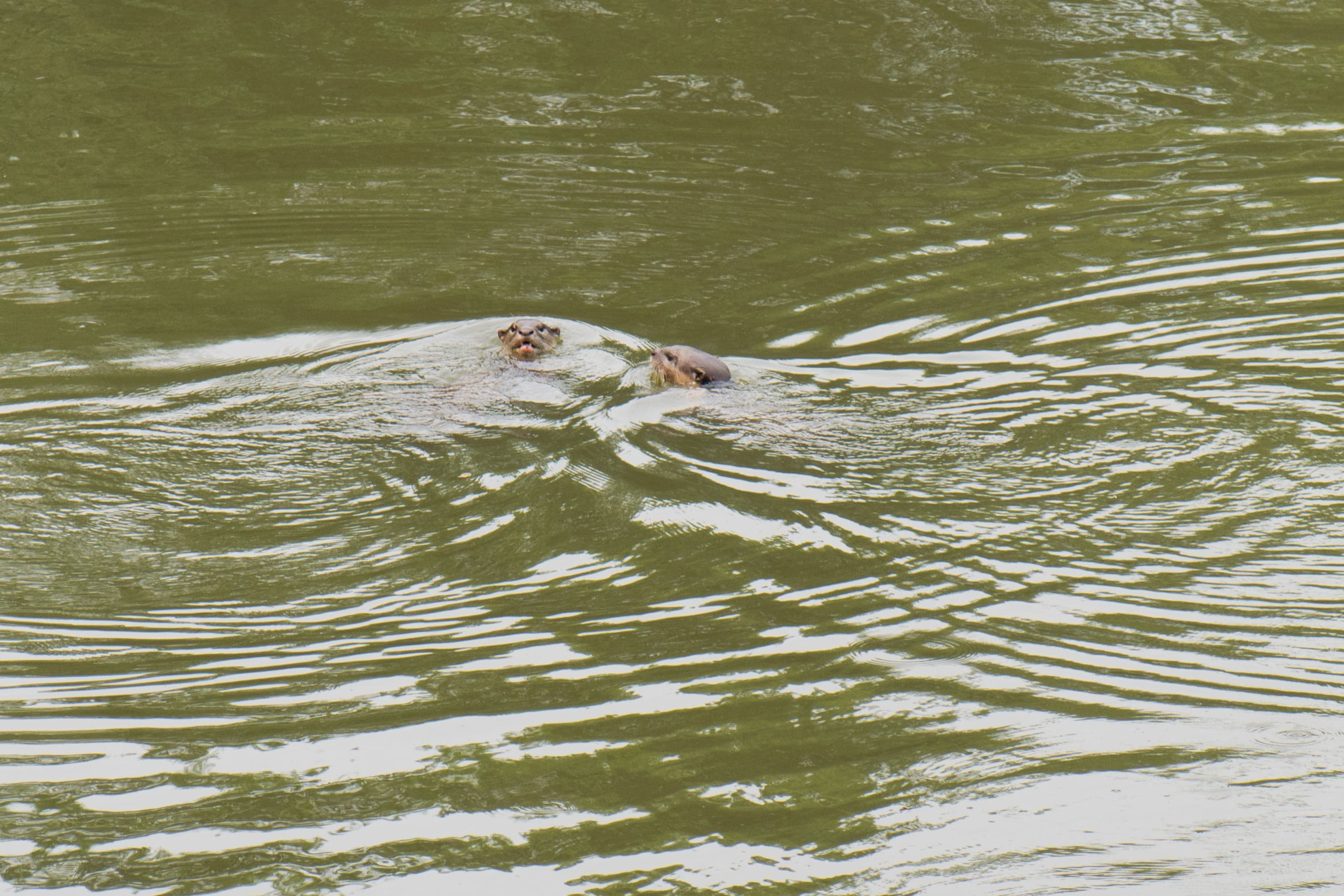 A family of smooth-coated otters