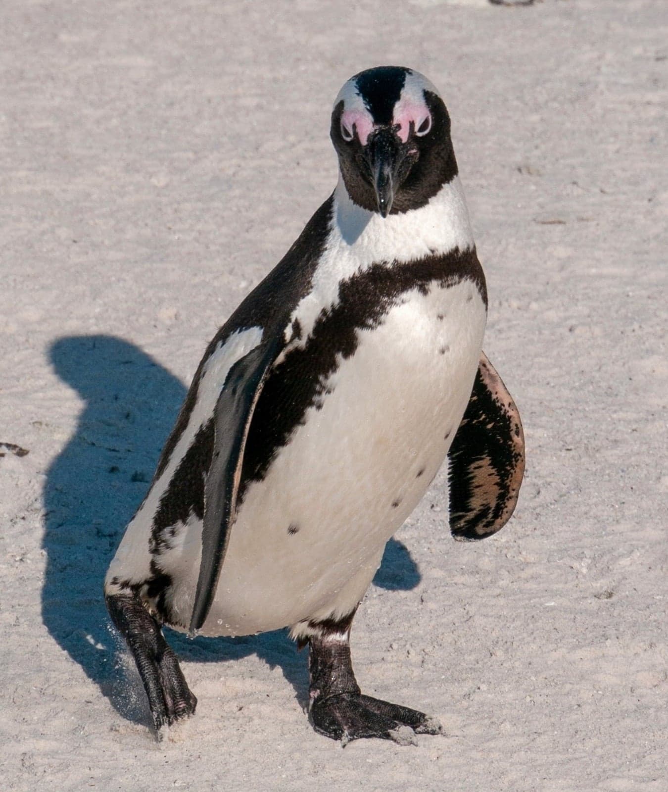 An African penguin standing on the sand at Boulders Beach, South Africa