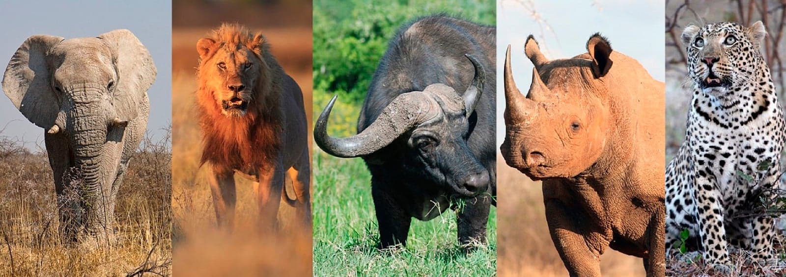 A montage of the Big Five: elephant, lion, buffalo, rhinoceros and leopard