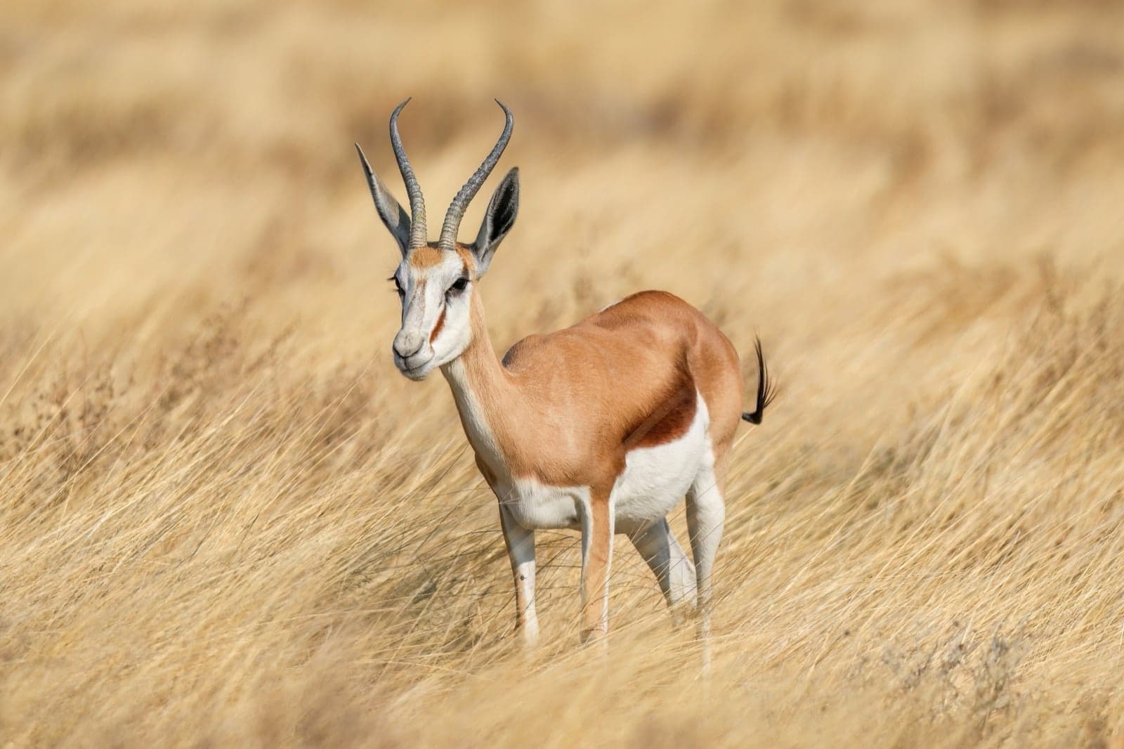 A springbok standing in tall golden grass in southern Africa
