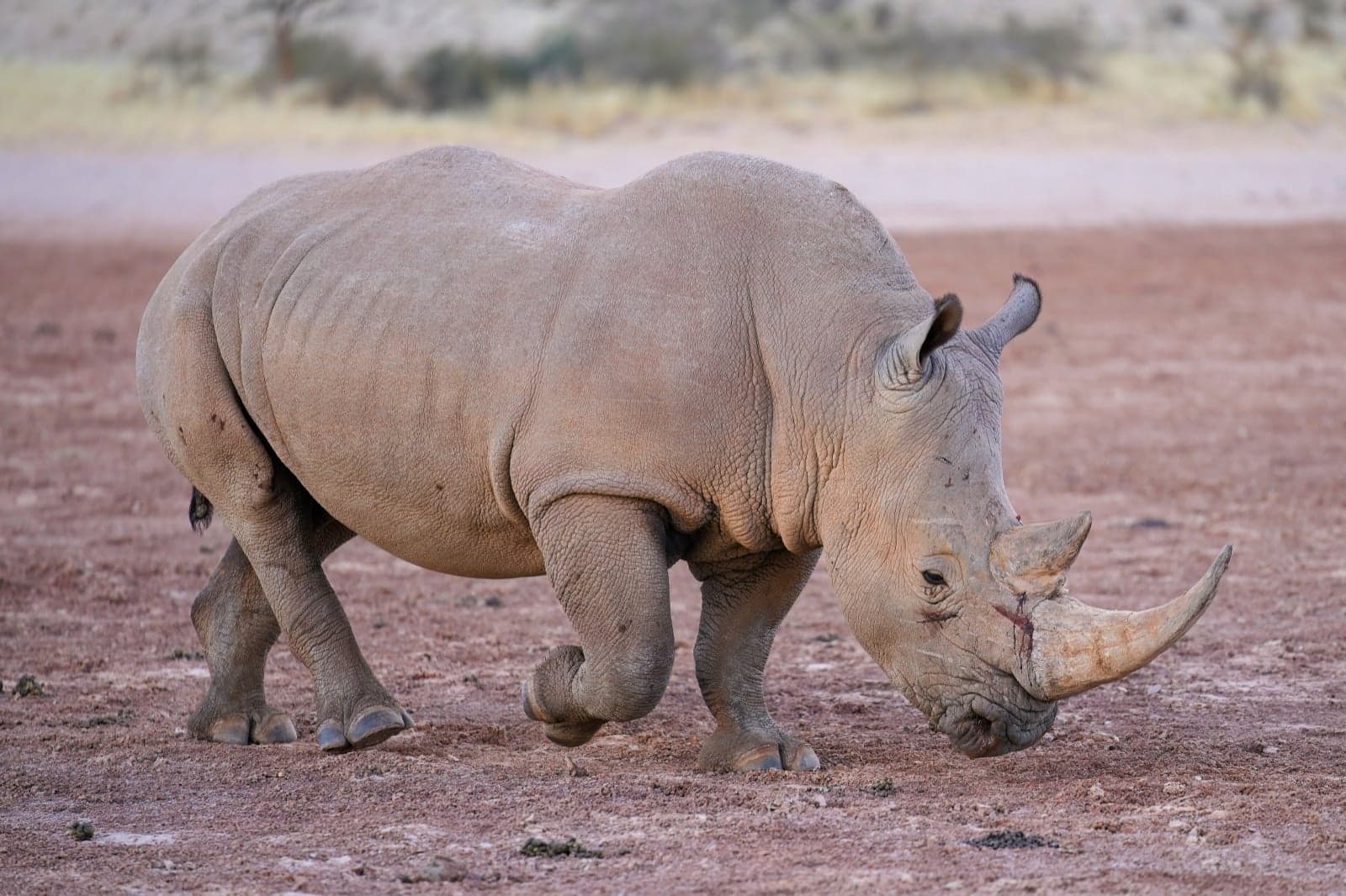 A white rhinoceros grazing on the ground in southern Africa