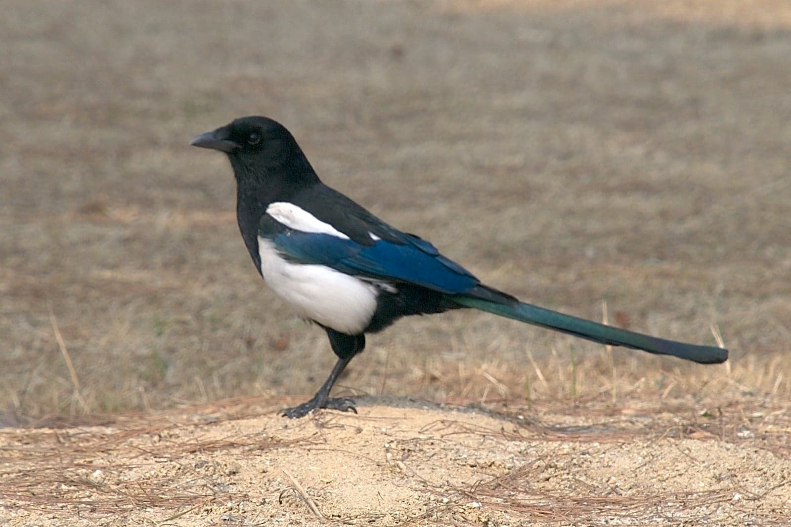 A black-and-white Korean magpie with iridescent blue wings standing on dry grass