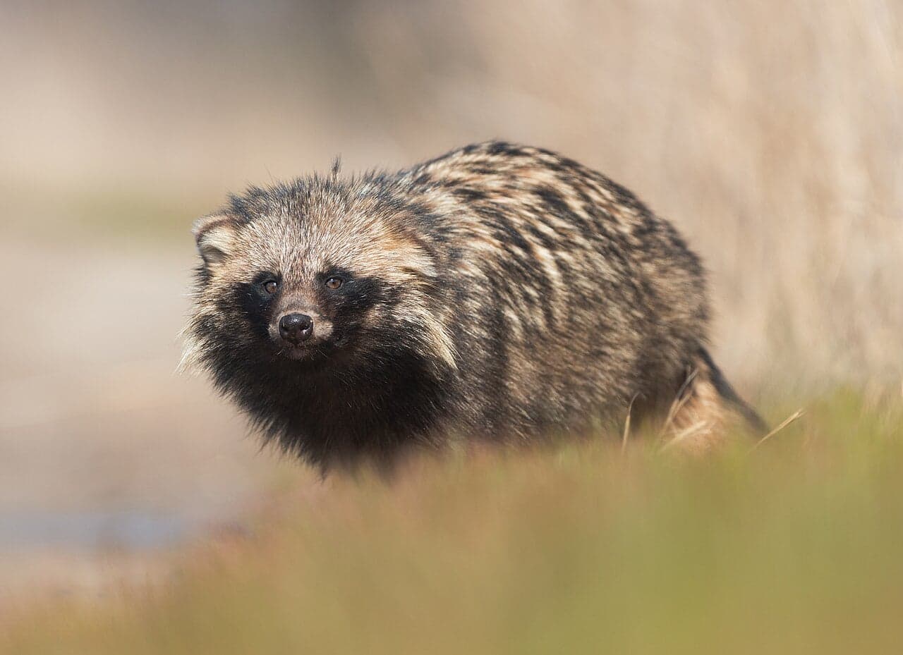 A fluffy raccoon dog with a black 'mask' face, standing in long grass