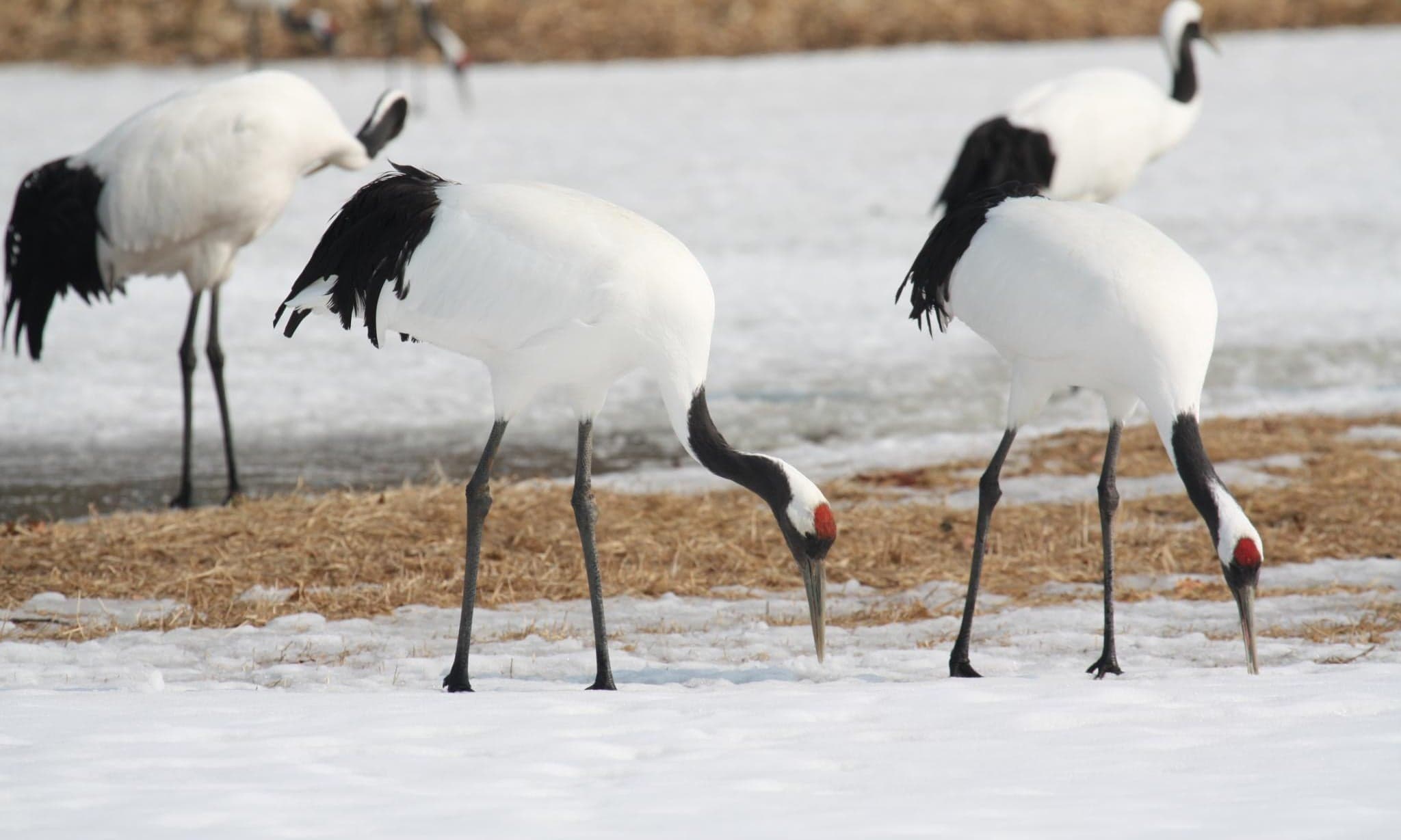 Two red-crowned cranes feeding on snowy ground