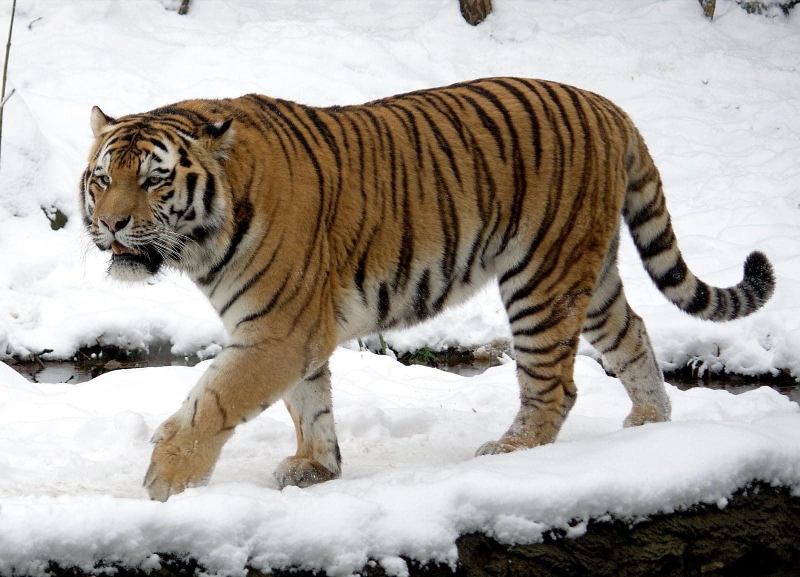 A large striped Siberian tiger walking through snow