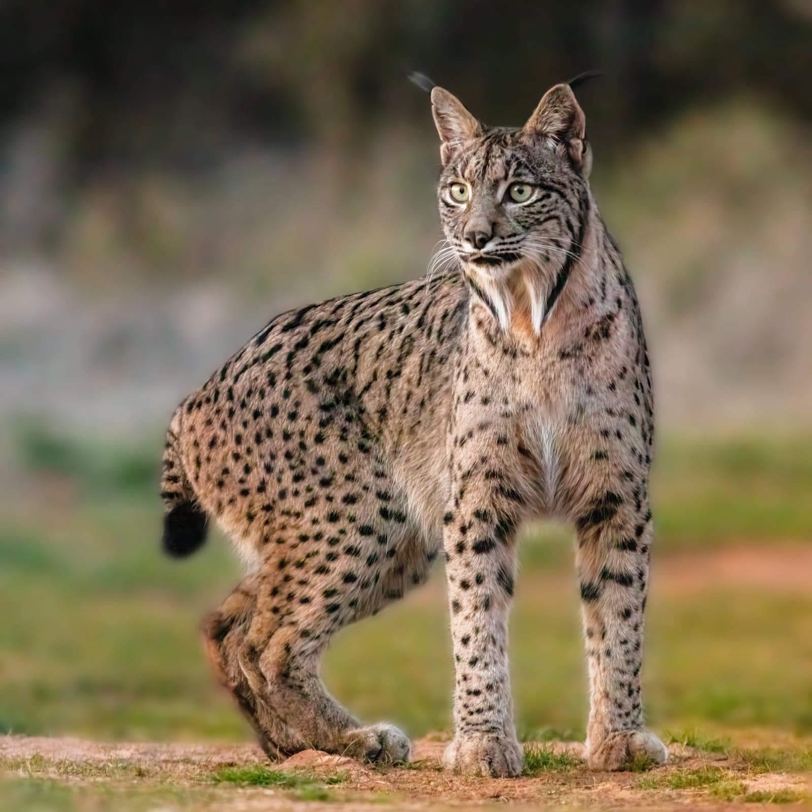 An Iberian lynx with tufted ears and spotted fur standing in a Spanish meadow