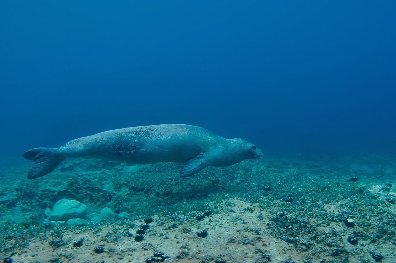 A Mediterranean monk seal resting on a pebbly beach by the sea
