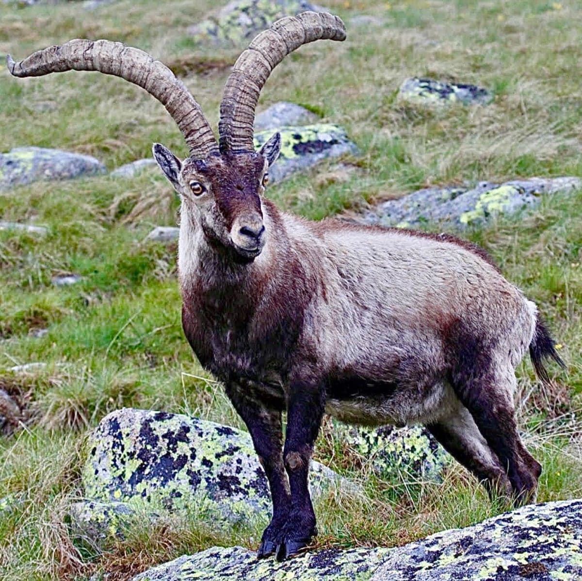 A Spanish ibex with long curving horns standing on a rocky mountainside