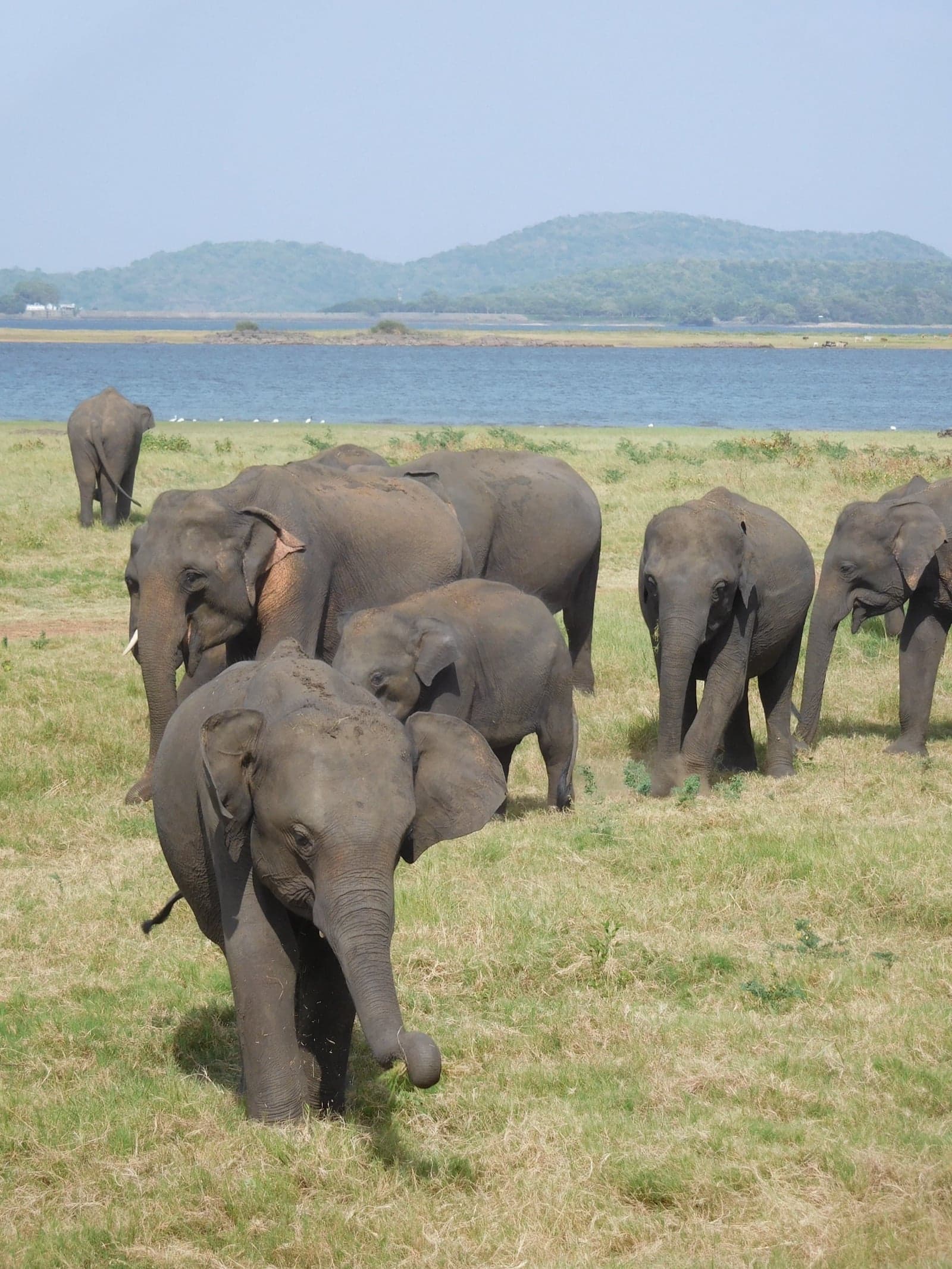 A herd of Asian elephants with calves by the lake at Minneriya National Park