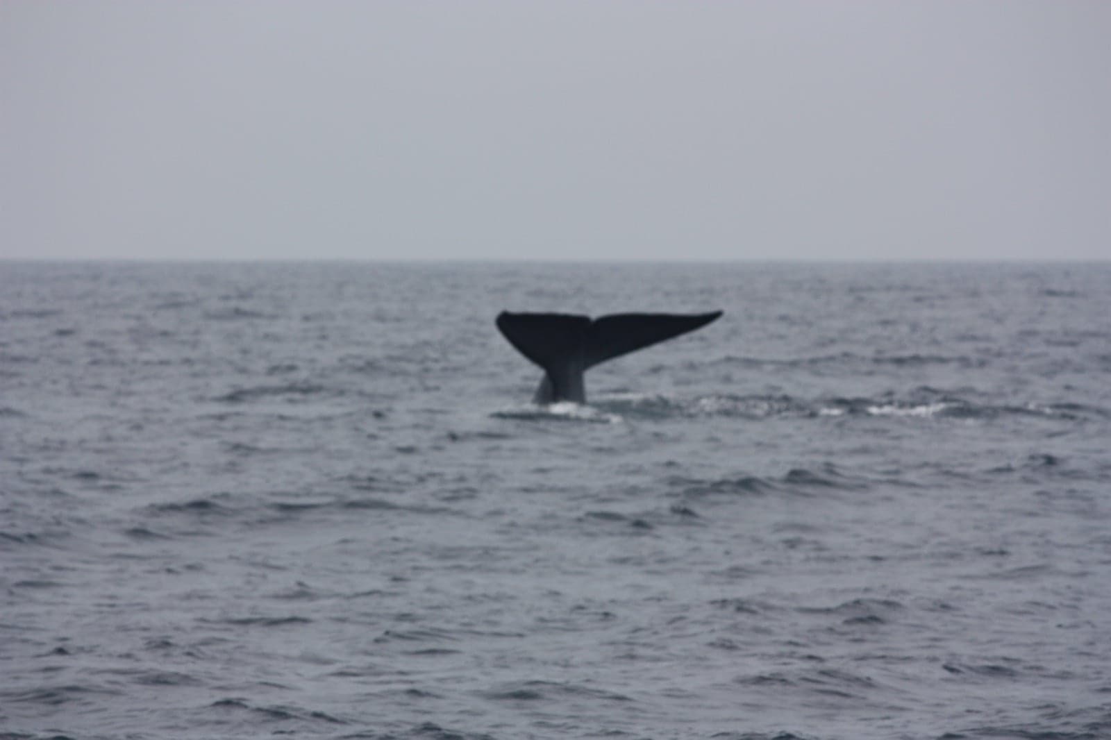 The tail of a blue whale rising from the sea off Mirissa, southern Sri Lanka