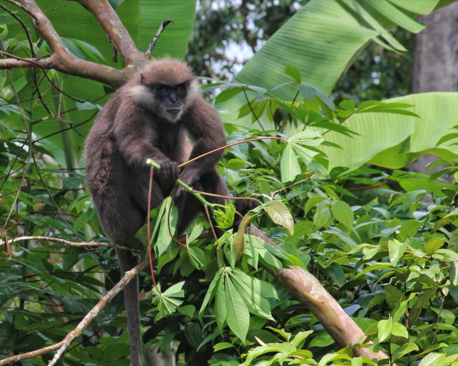 A purple-faced langur sitting in the forest canopy in Sri Lanka