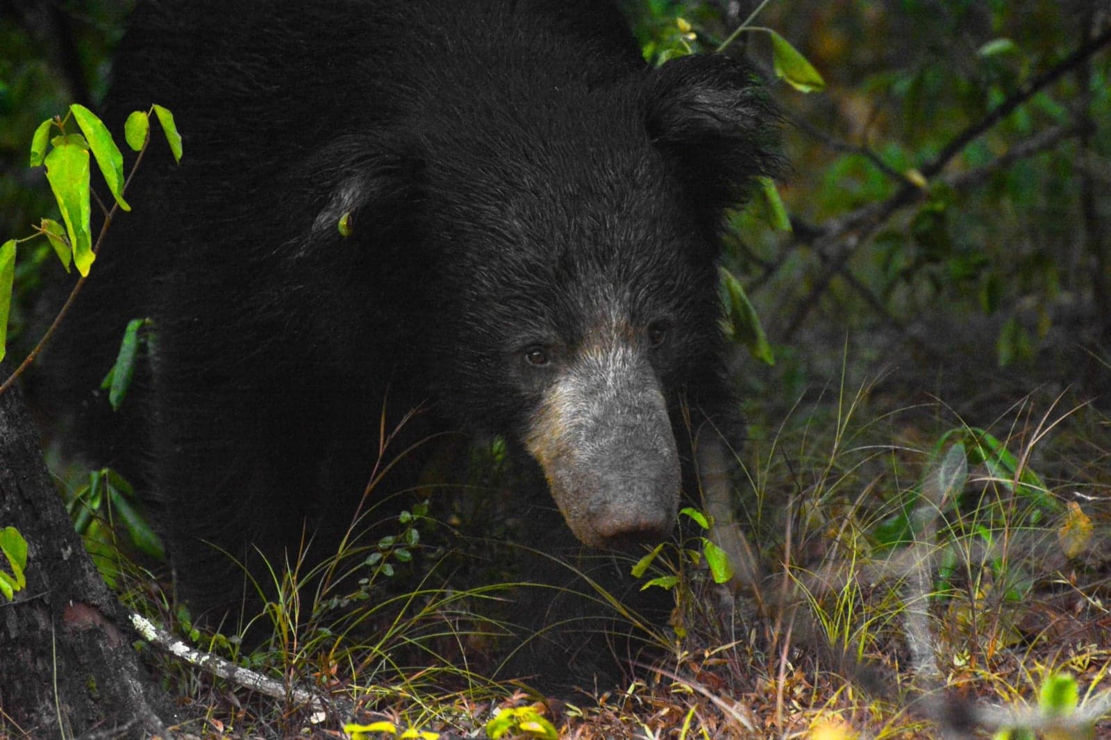 A Sri Lankan sloth bear photographed in Wilpattu National Park