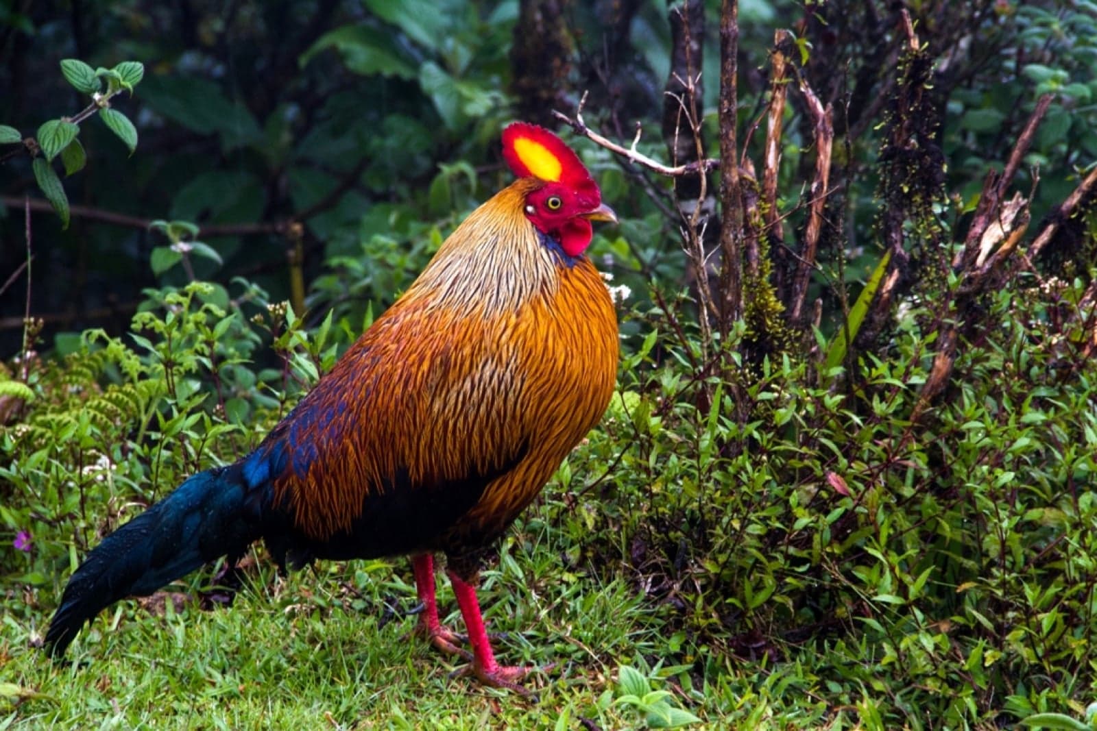 A male Sri Lanka junglefowl with orange-red plumage and a yellow face wattle