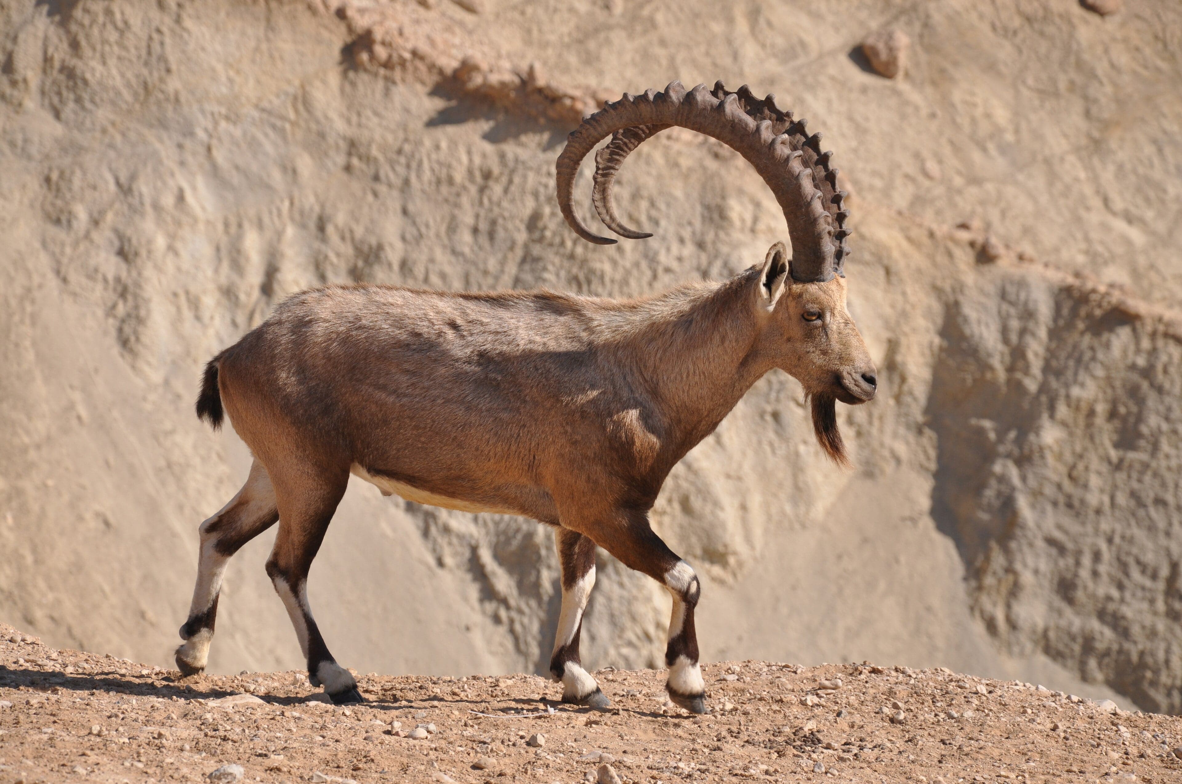 A Nubian ibex with long curved horns standing on a rocky cliff edge