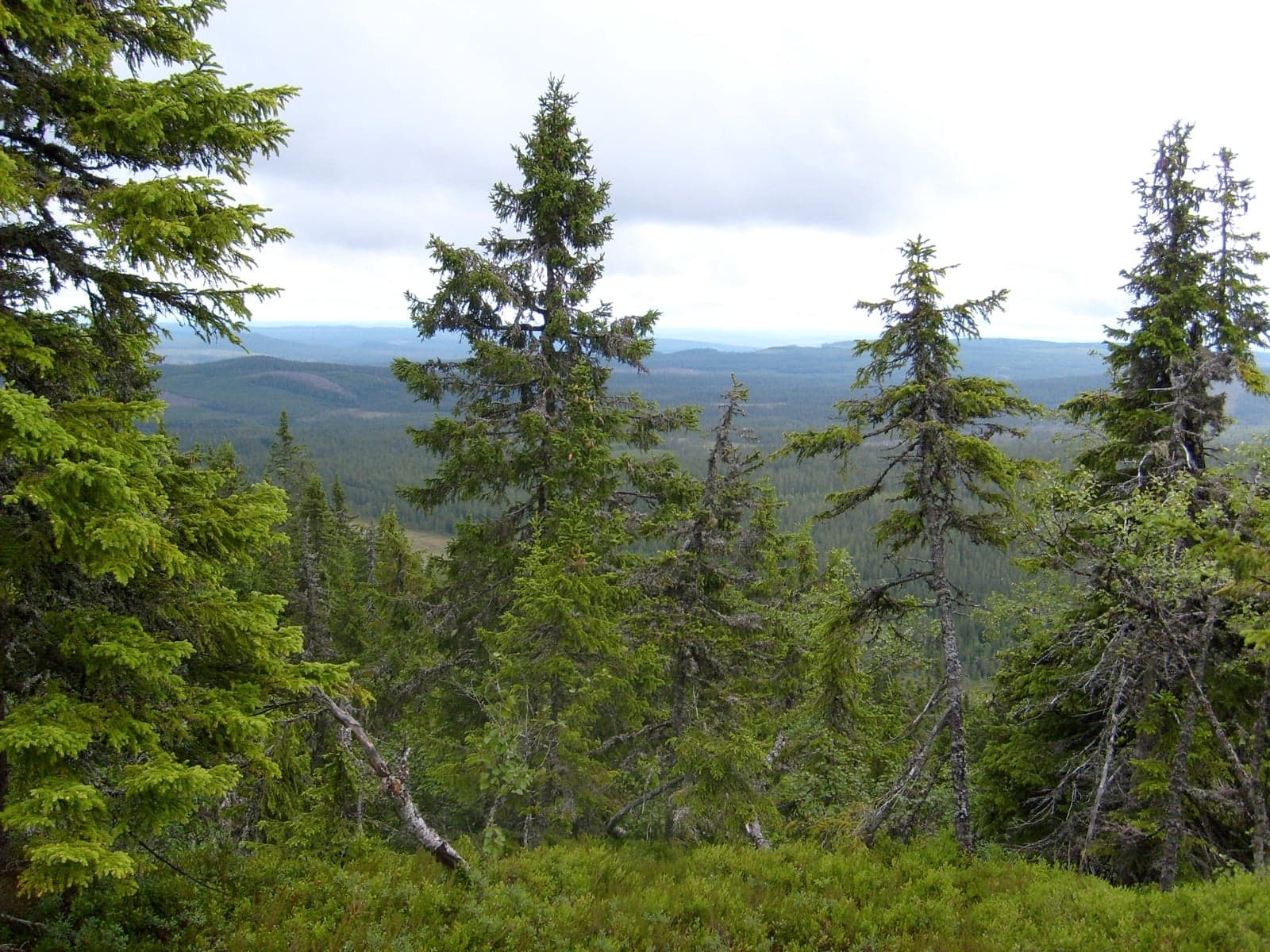 A view across the deep boreal forest of northern Sweden