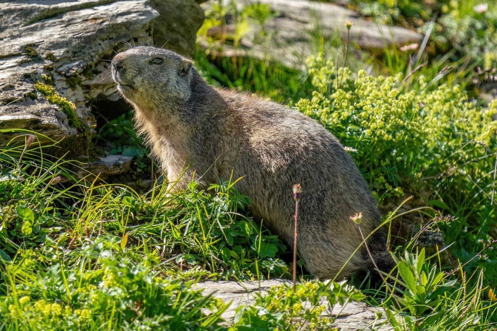 A plump Alpine marmot standing up on its hind legs in a meadow