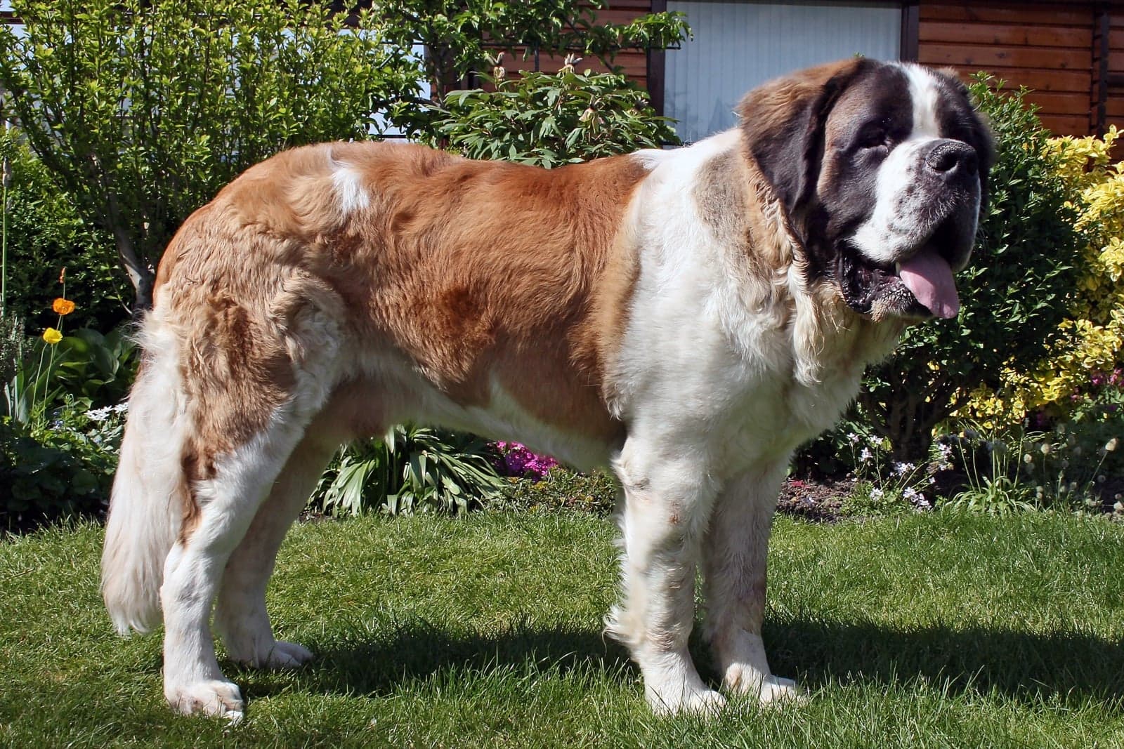 A large Saint Bernard dog with a brown-and-white coat sitting in the snow
