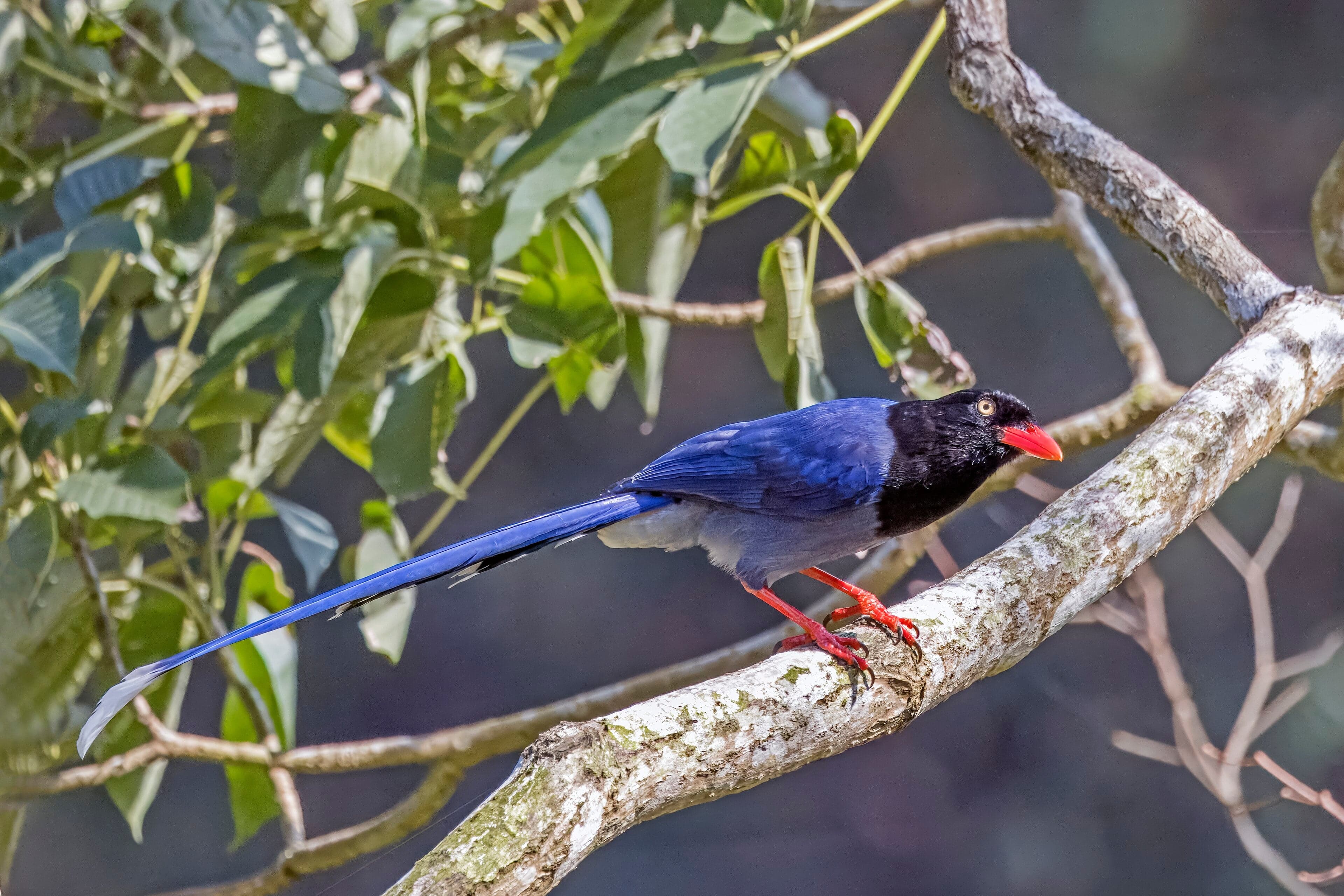 A Taiwan blue magpie with bright blue feathers and long tail on a branch