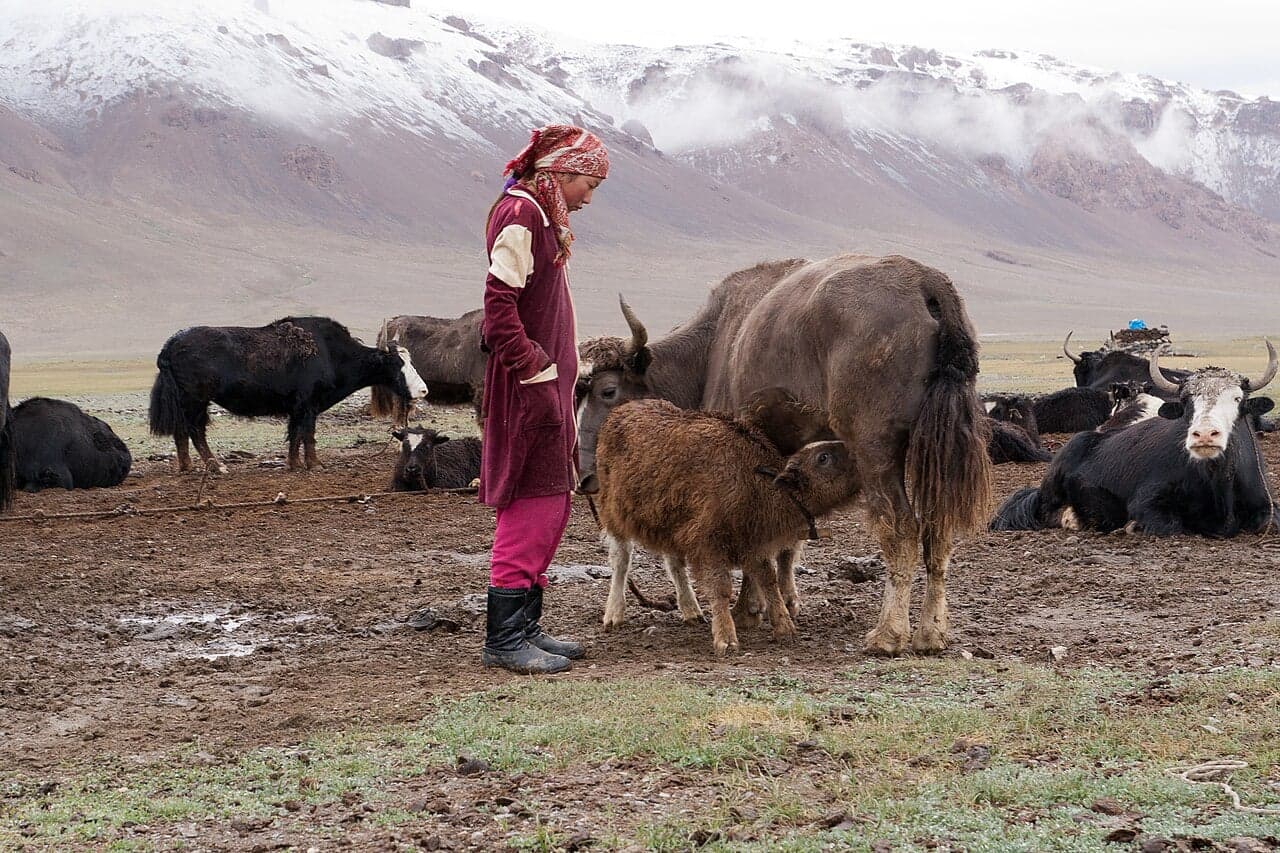 A large yak with thick shaggy dark fur standing on a high Pamir plateau