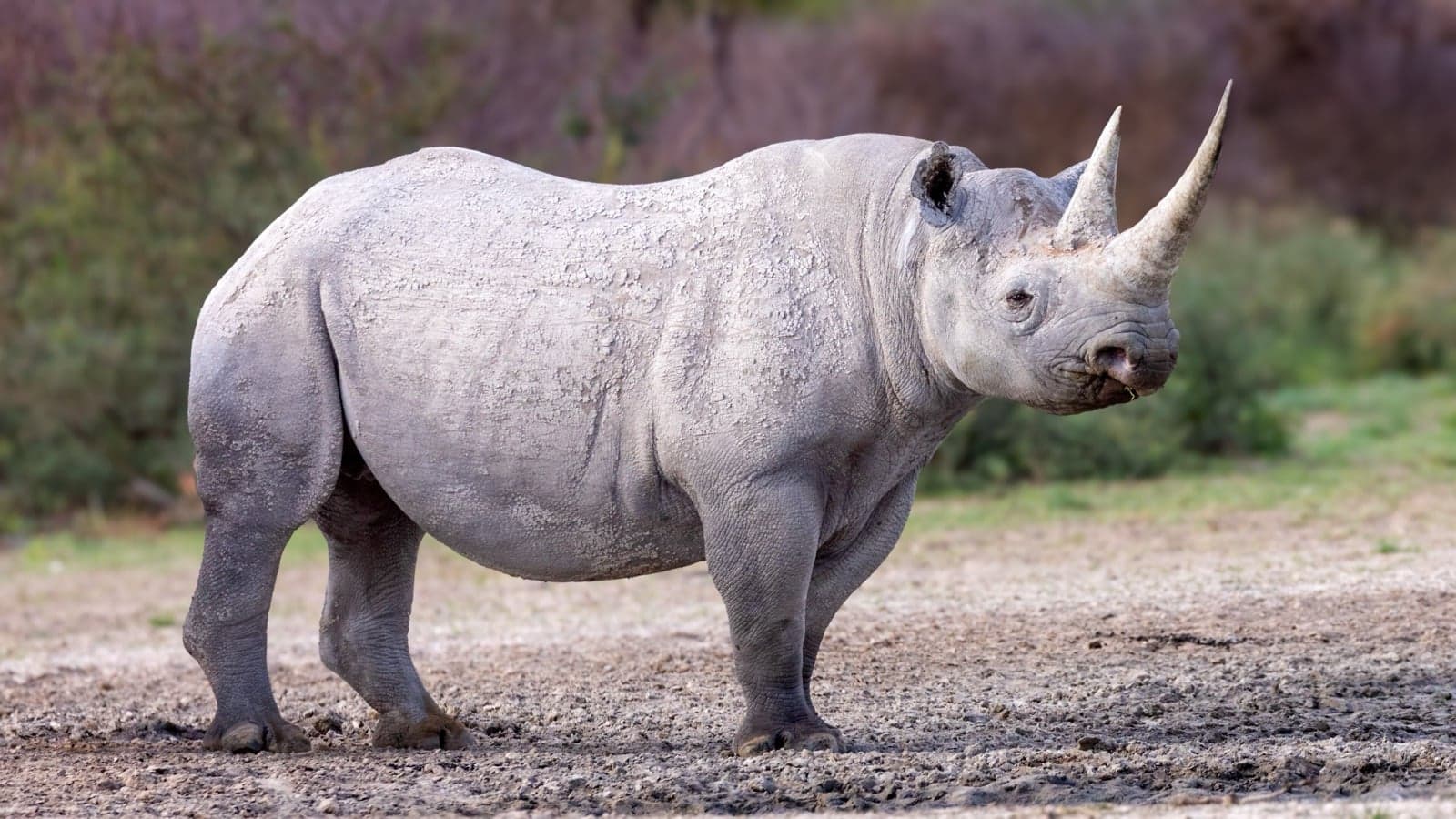 A black rhinoceros standing in scrubland with a small bird on its back
