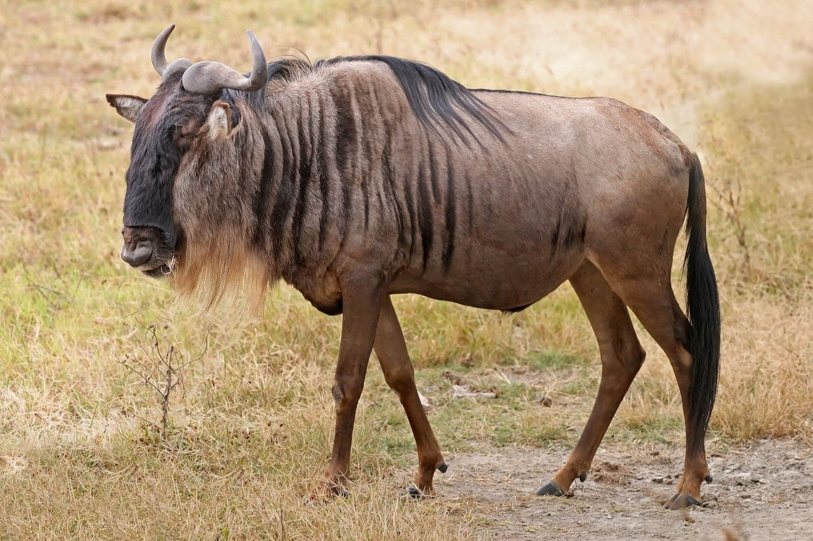 A wildebeest standing on the open Serengeti plain