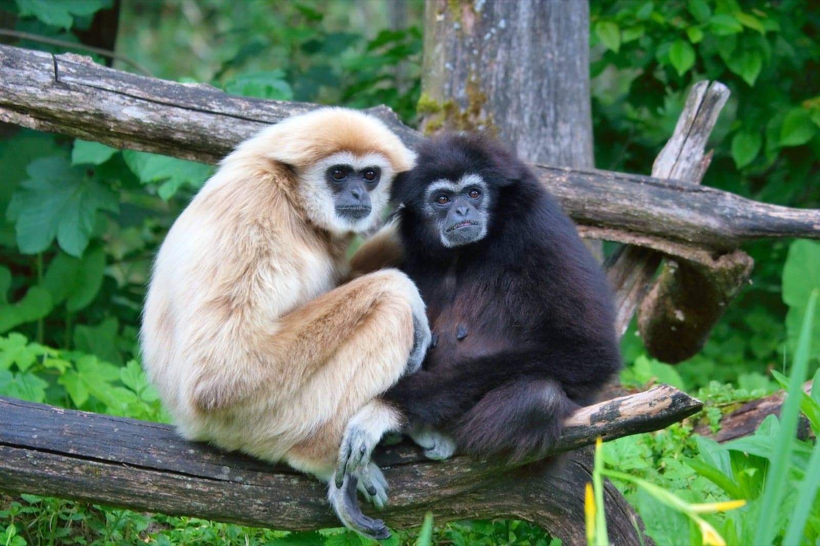 A pair of lar gibbons sitting close together on a tree branch