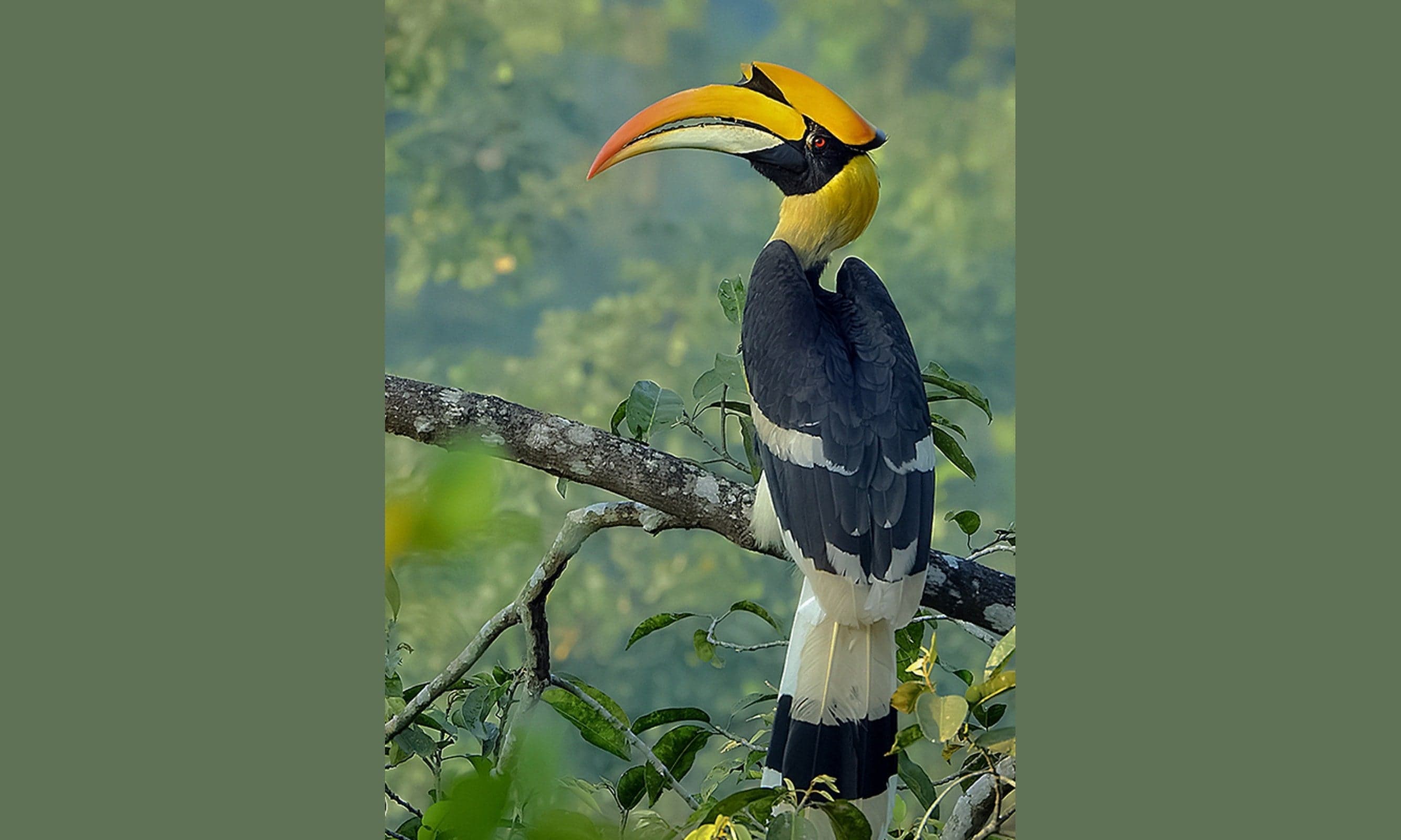 A great hornbill perched on a branch with its huge yellow beak and casque