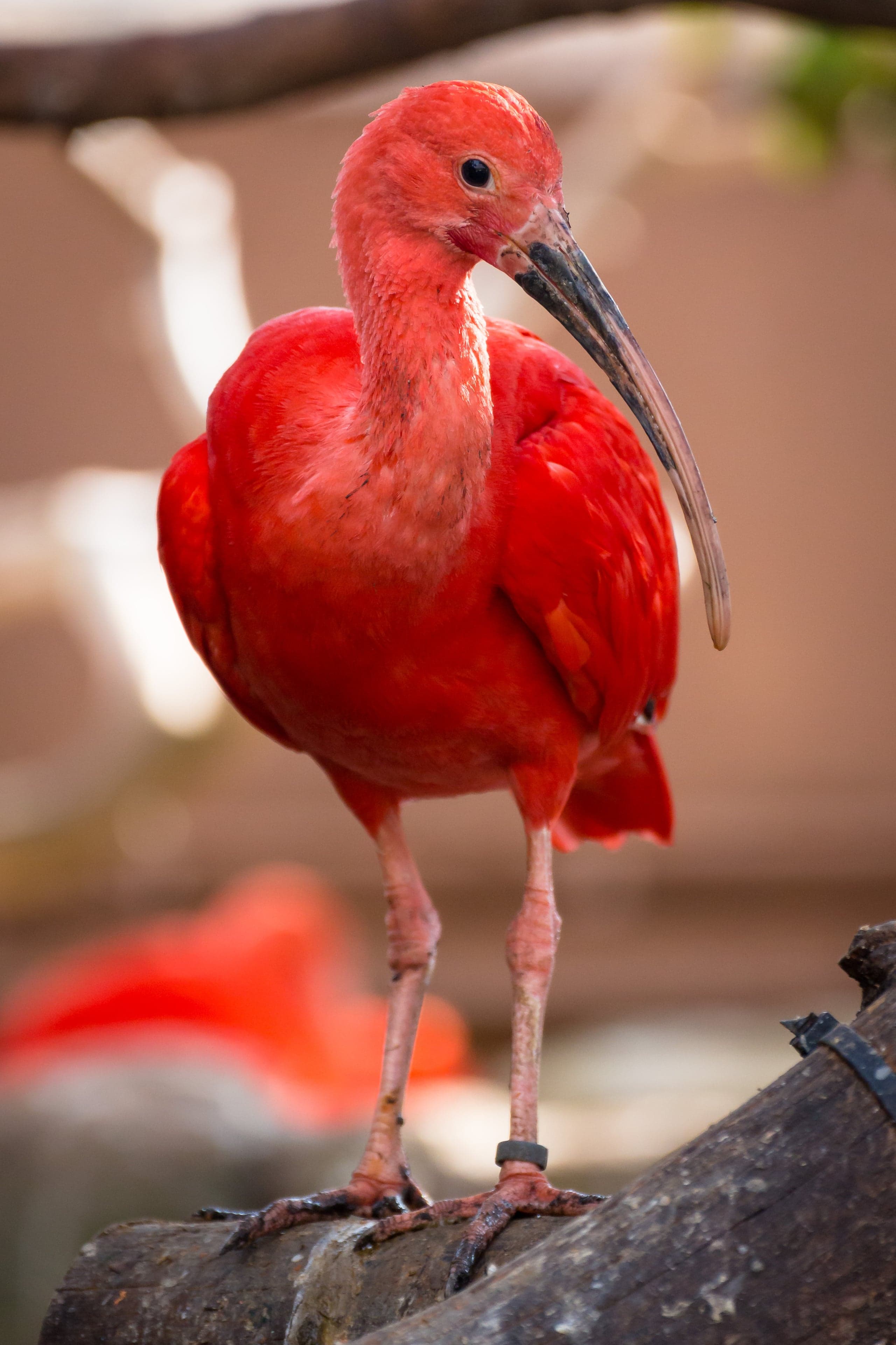 Brilliant red scarlet ibis birds roosting in mangrove trees in the Caroni Swamp