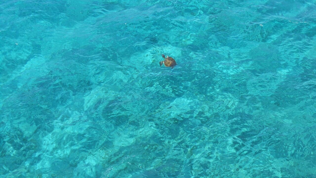 A loggerhead sea turtle swimming in the blue Mediterranean Sea