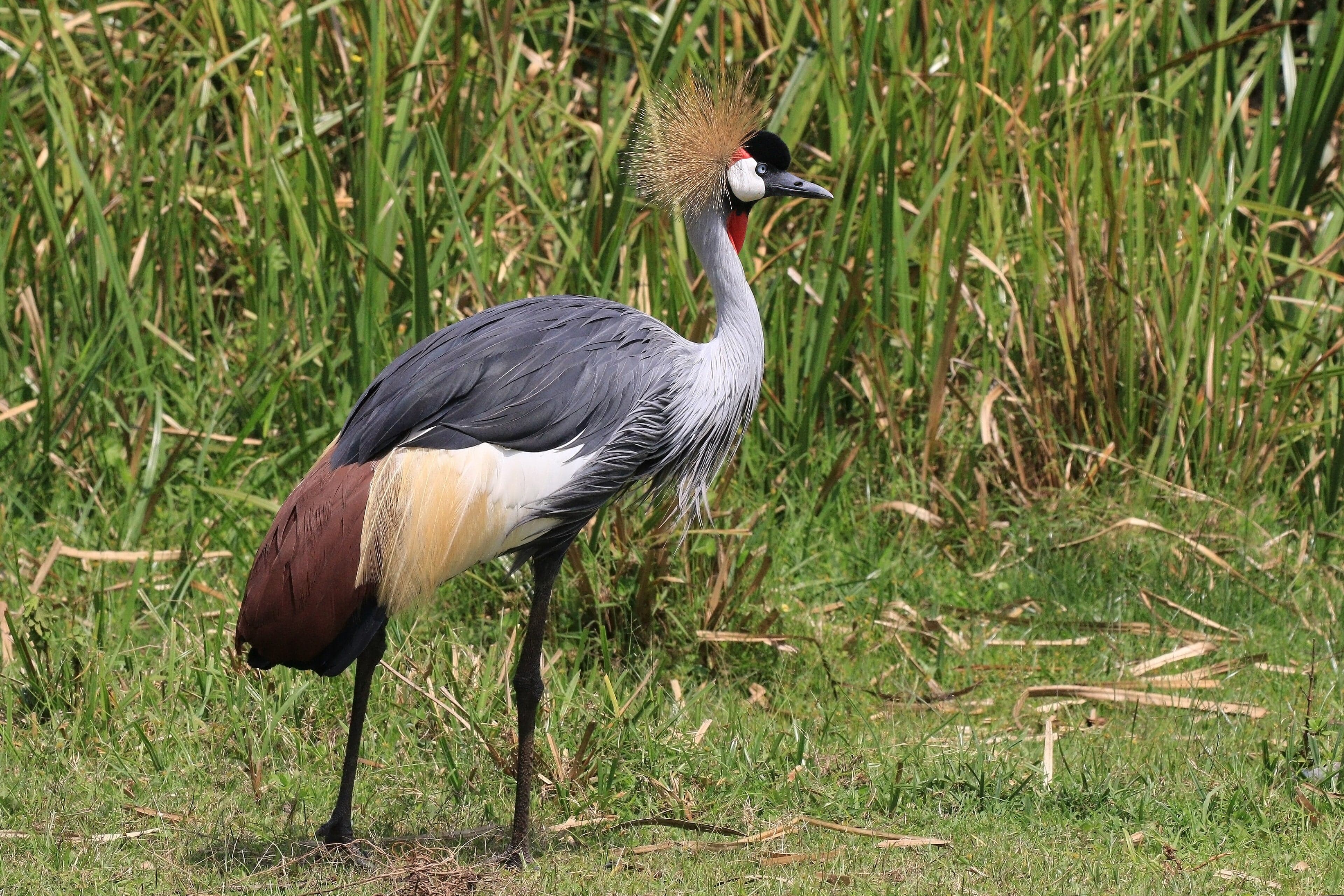 A Grey Crowned Crane standing in tall grass with its golden feather crown