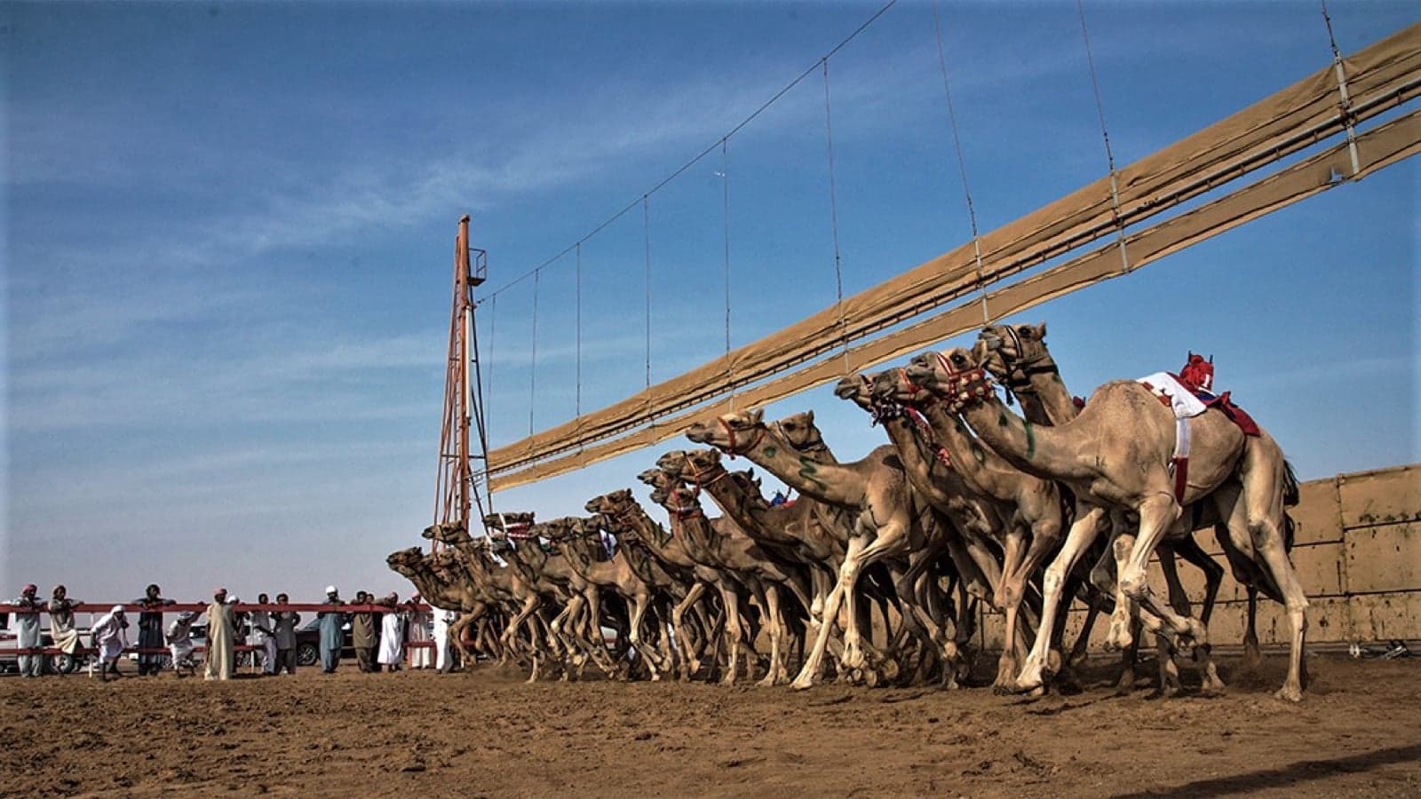 Camels running on a desert race track