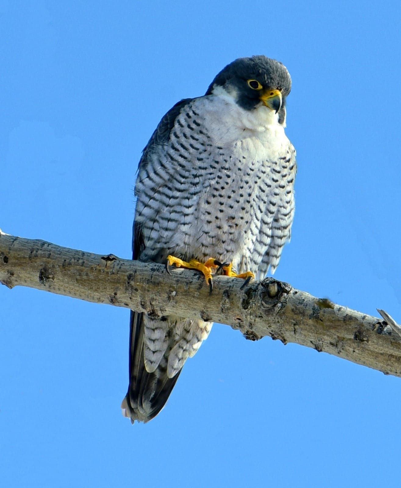 A peregrine falcon perched, looking out - the kind of bird used in UAE falconry