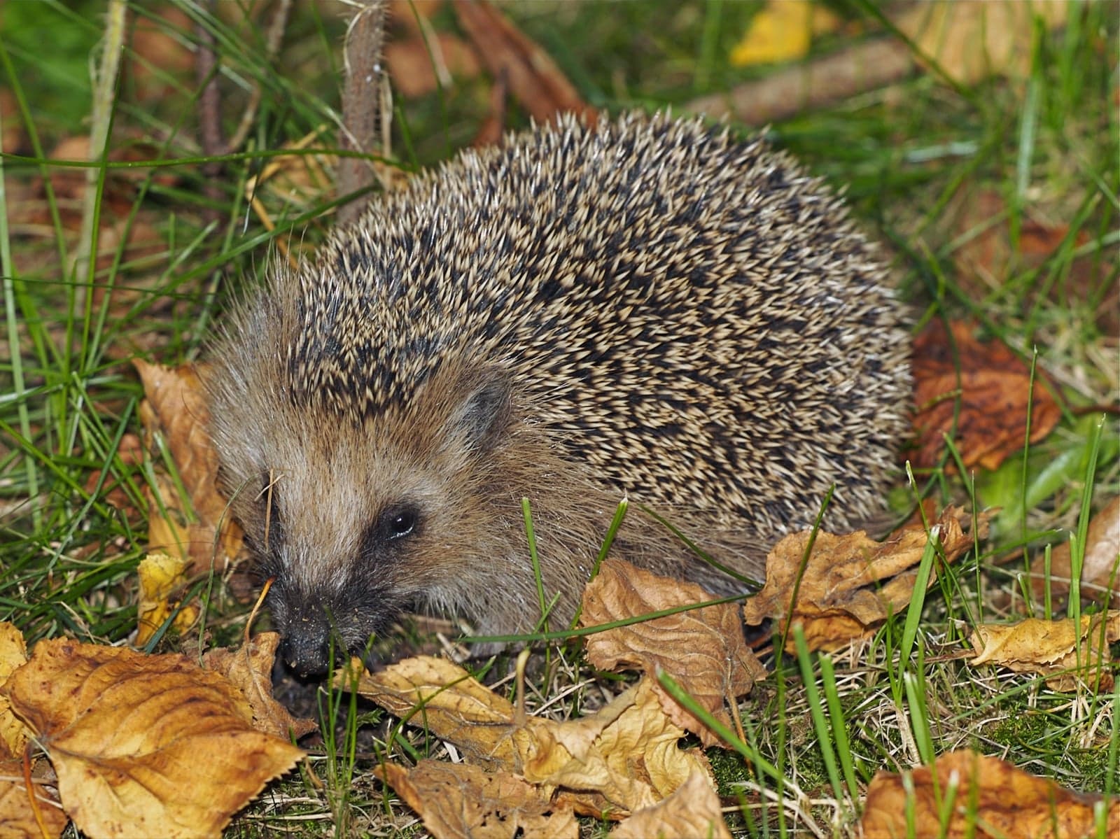 A hedgehog walking through autumn leaves