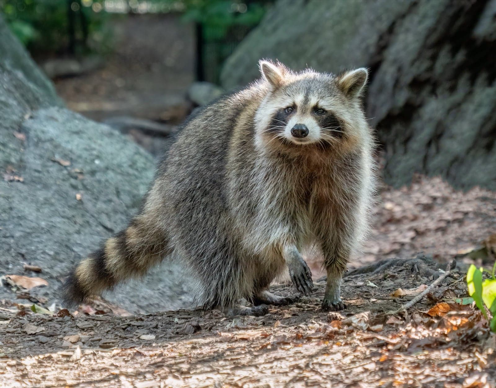 A raccoon with a black face mask standing on the forest floor
