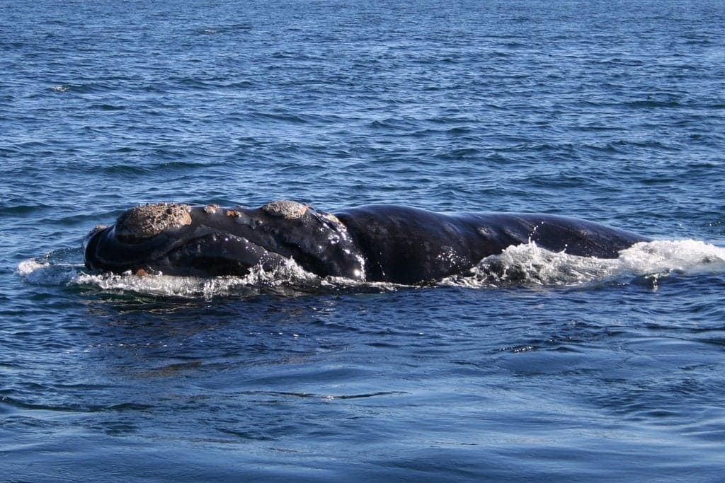 A southern right whale showing its tail above the surface of the ocean near the Uruguayan coast