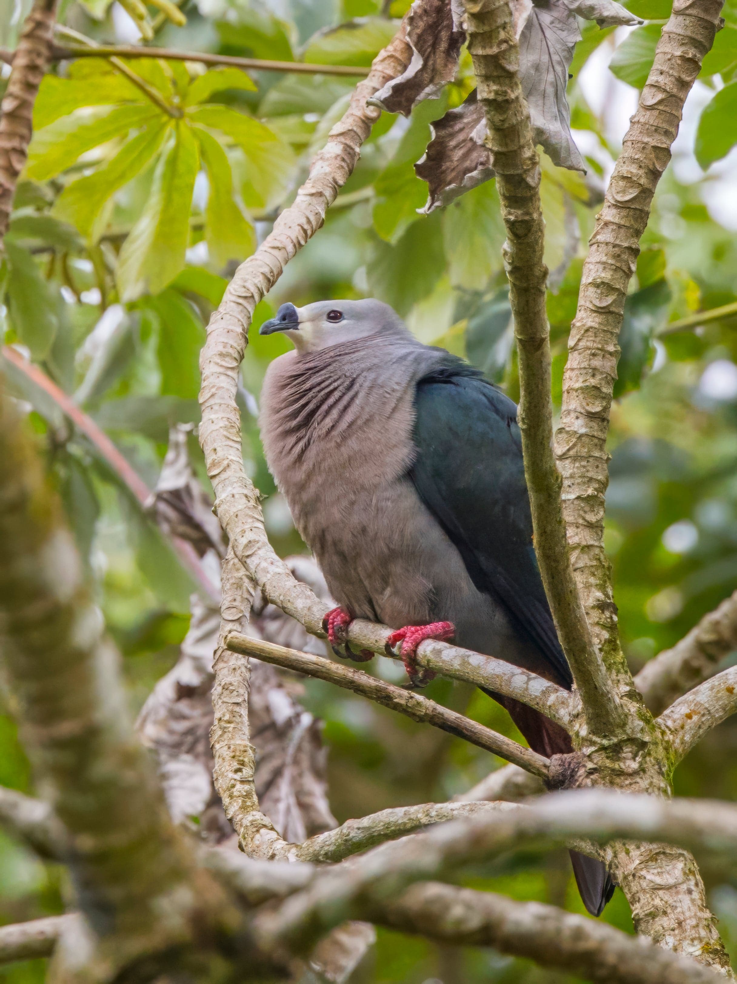 A Pacific imperial pigeon perched on a branch in tropical forest, Vanuatu
