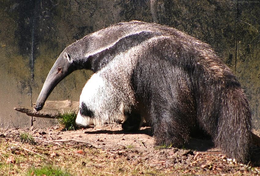 A giant anteater walking across the grasslands of Los Llanos in Venezuela