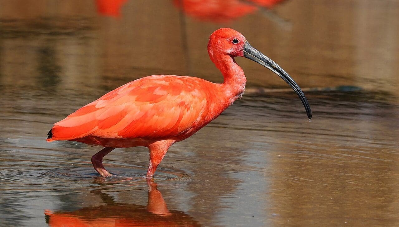 Bright red scarlet ibis birds wading in shallow Venezuelan wetland water