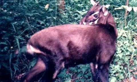 A saola - a rare antelope-like animal with long straight horns and white markings on its face - photographed in the forest
