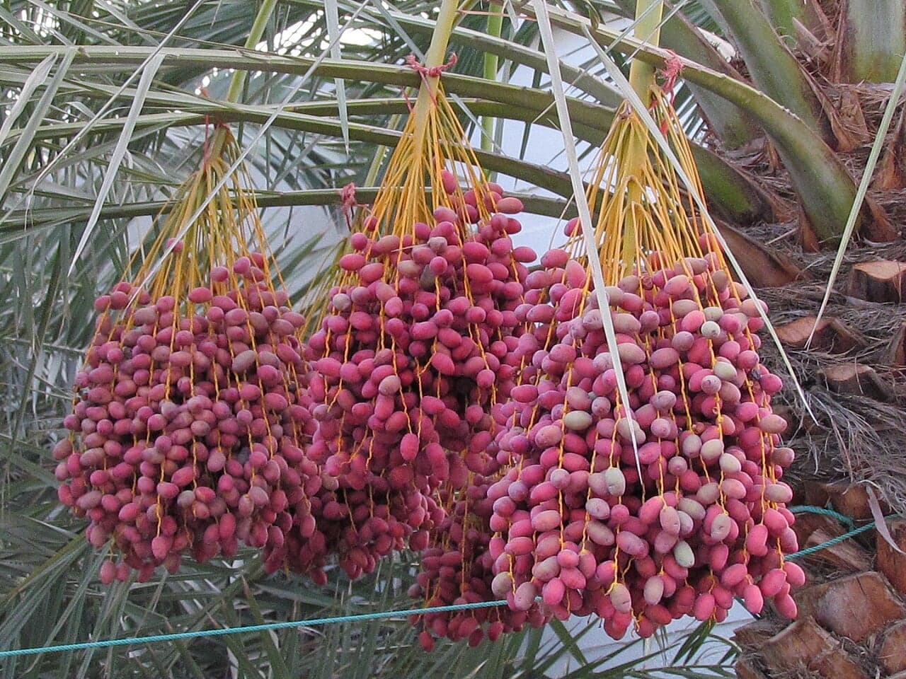 Bunches of golden dates hanging from a tall date palm in a green oasis