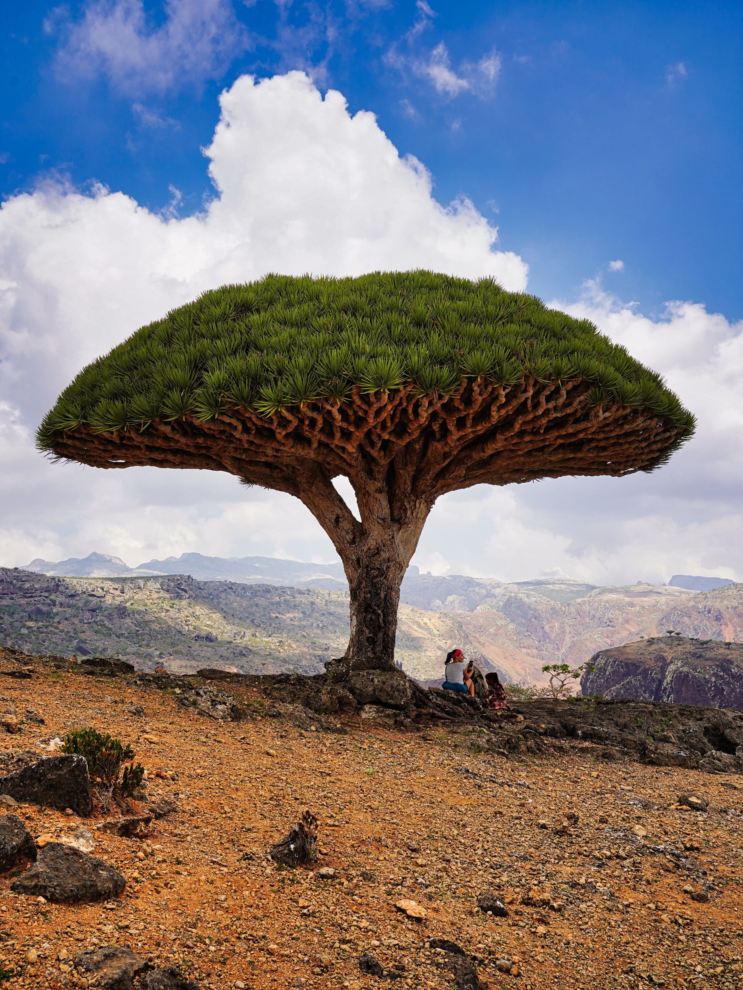 A dragon's blood tree with its distinctive flat, umbrella-shaped canopy against a blue sky on Socotra Island