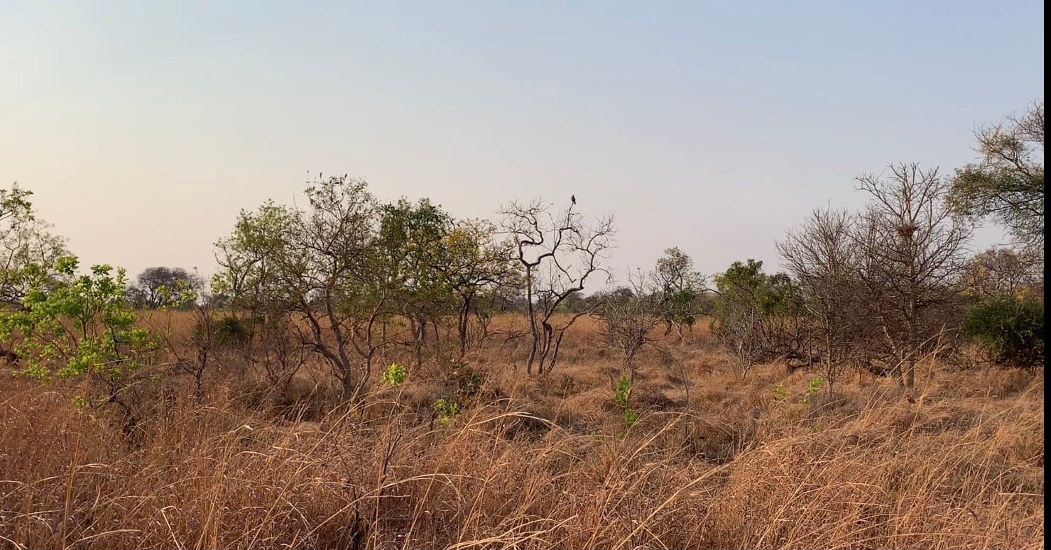 Open grasslands of the Busanga Plains in Kafue National Park