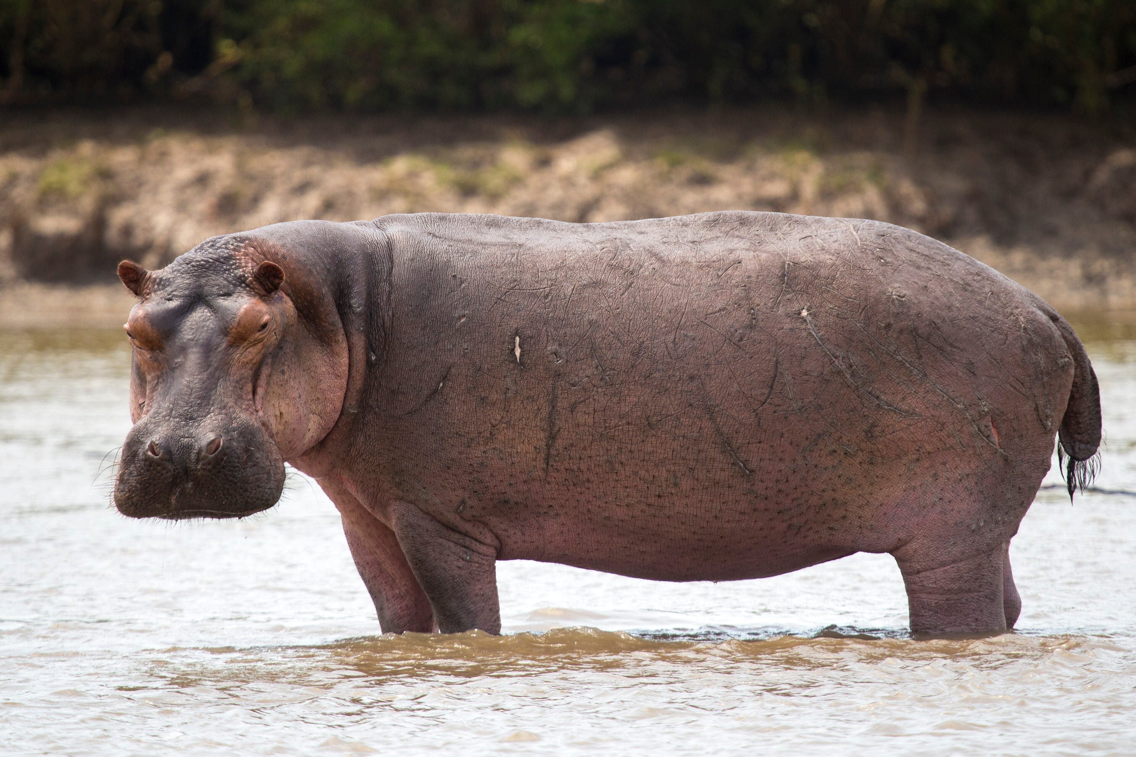 A hippopotamus surfacing in the Zambezi River with its ears flicking water