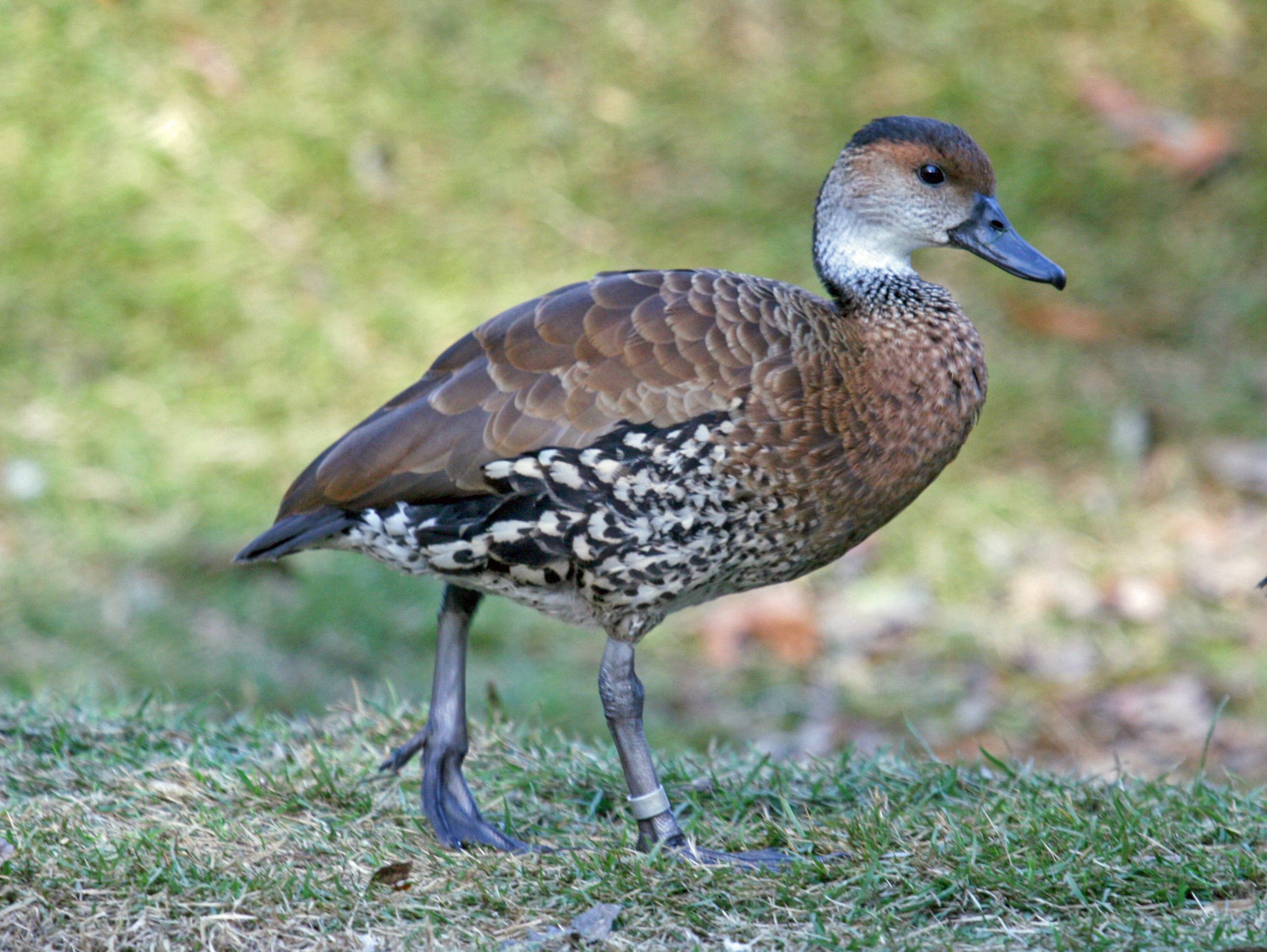 A West Indian whistling duck perched near a wetland