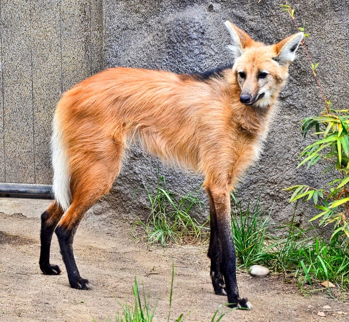 A maned wolf with long black legs and a reddish-orange coat